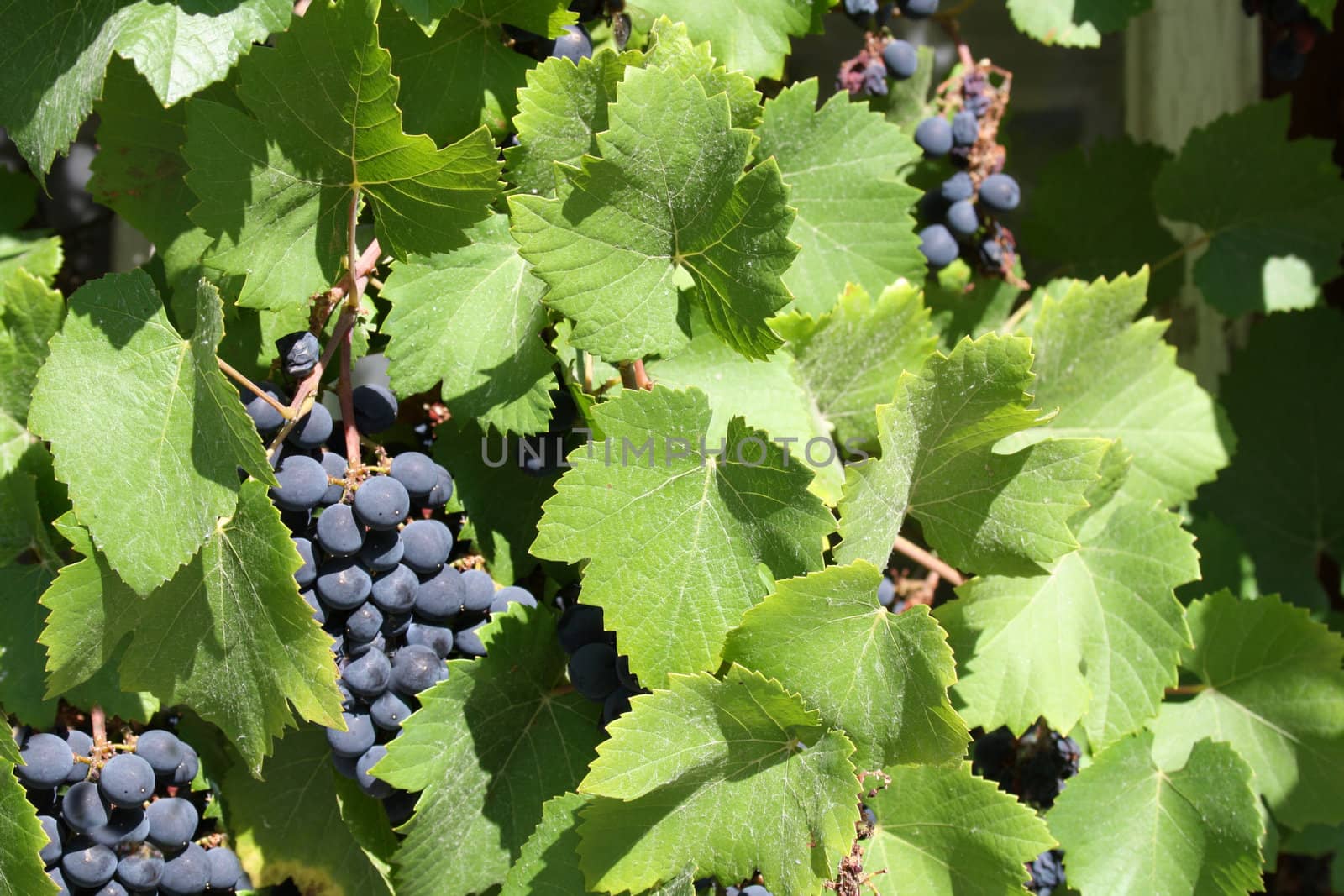 grapes grown in the sun