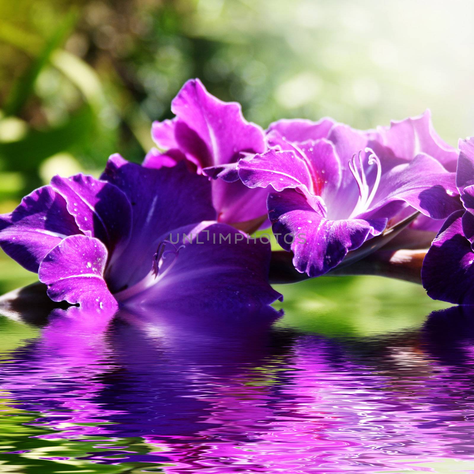 Beautiful purple gladioli in the summer