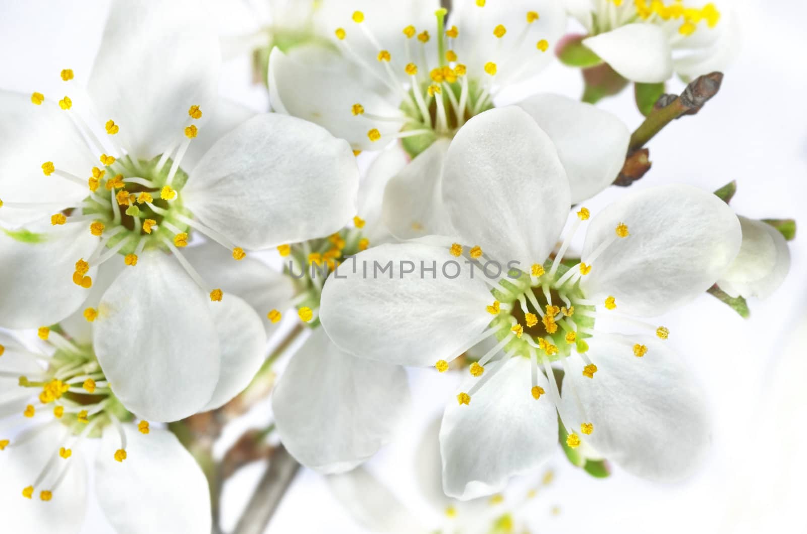 Macro of apple tree flowers