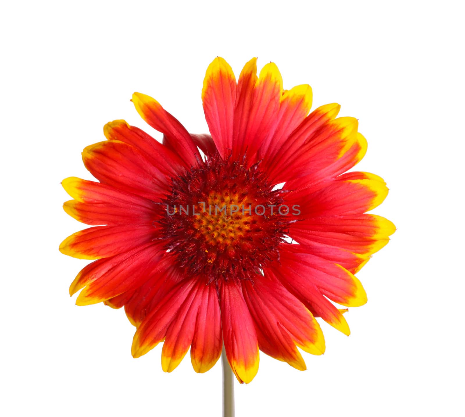 Red and yellow flower of a Gaillardia on white by sgoodwin4813