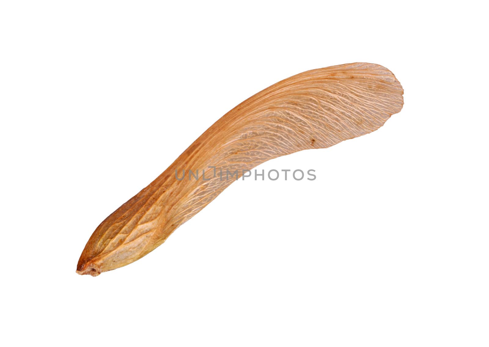 Single winged seed or samara of a silver or swamp maple (Acer saccharinum) isolated against a white background