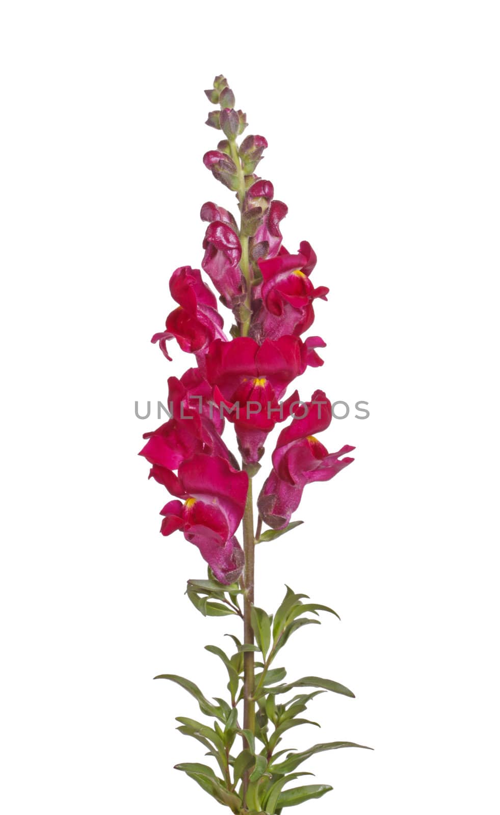 Single stem with red flowers of snapdragon (Antirrhinum majus) isolated against a white background