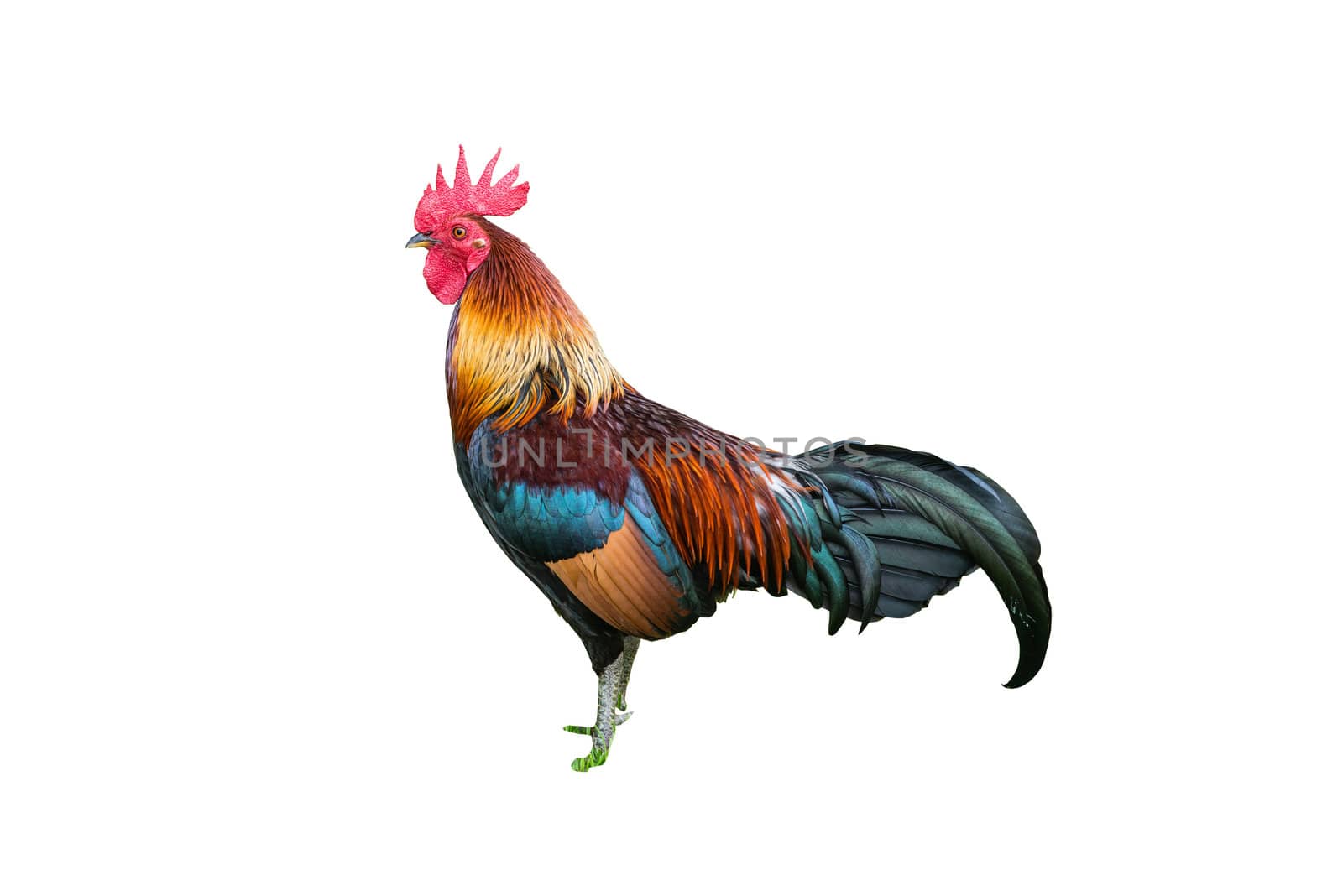 A Large Thai cock standing still looking for a fight by sasilsolutions