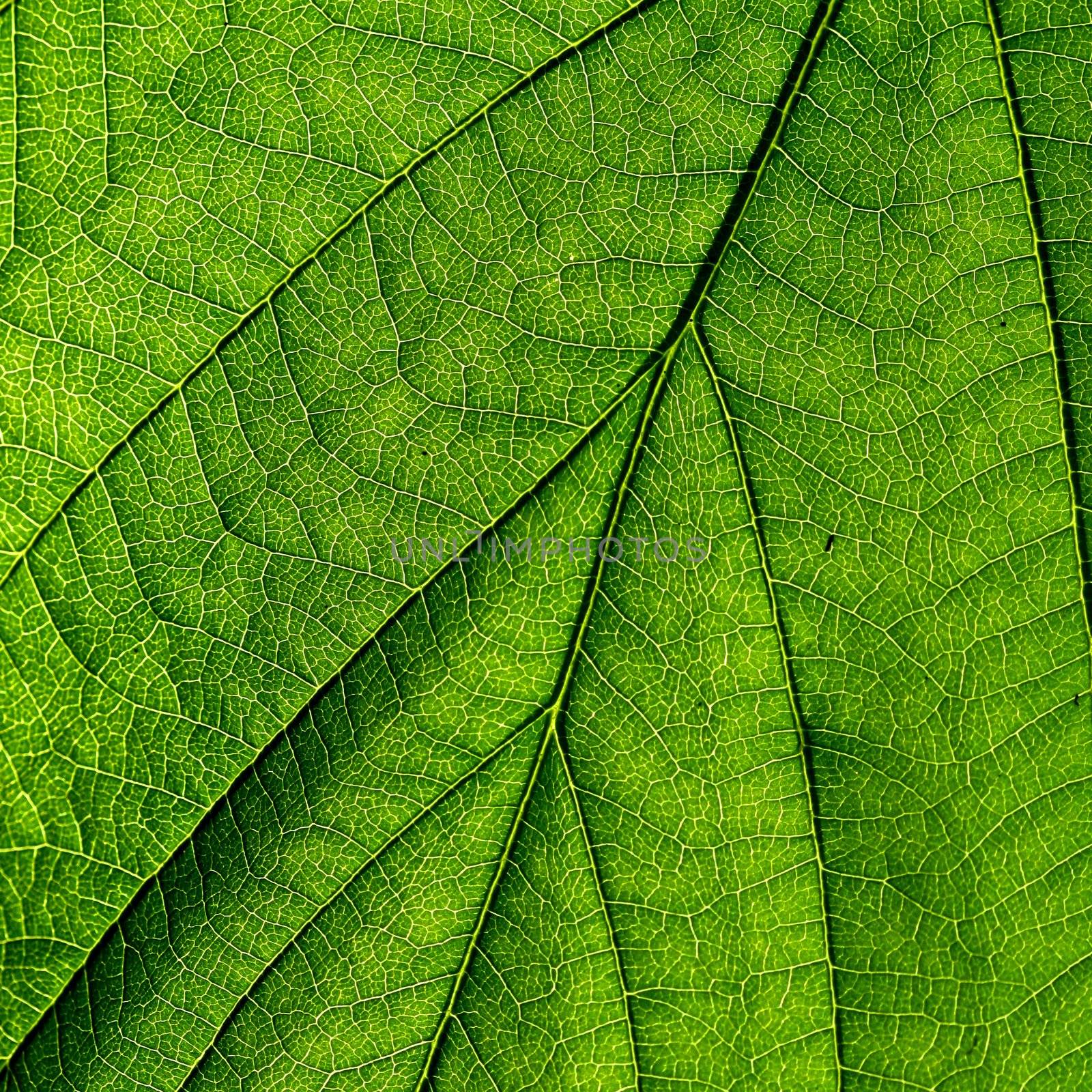 summer green leaf macro close up
