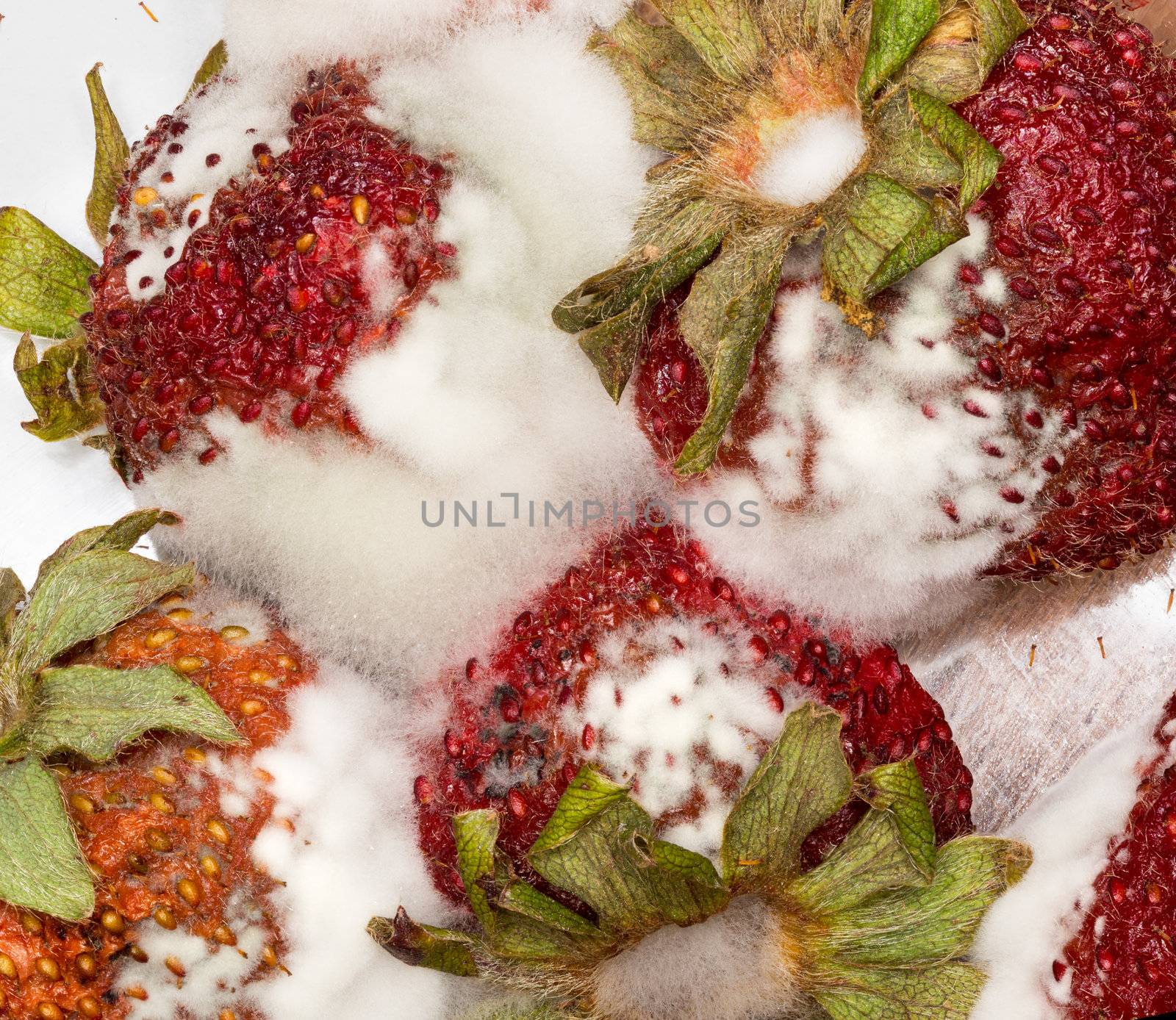 Macro photo of four mouldy strawberries covered in white fungus and decaying