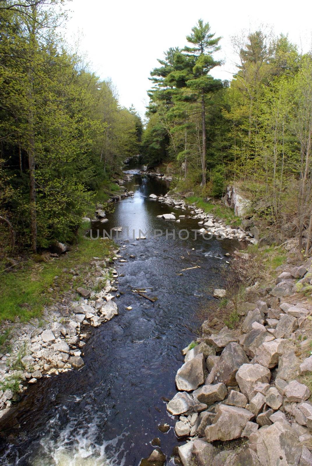 A shot of the fresh outdoors of a calm creek running through the forest.