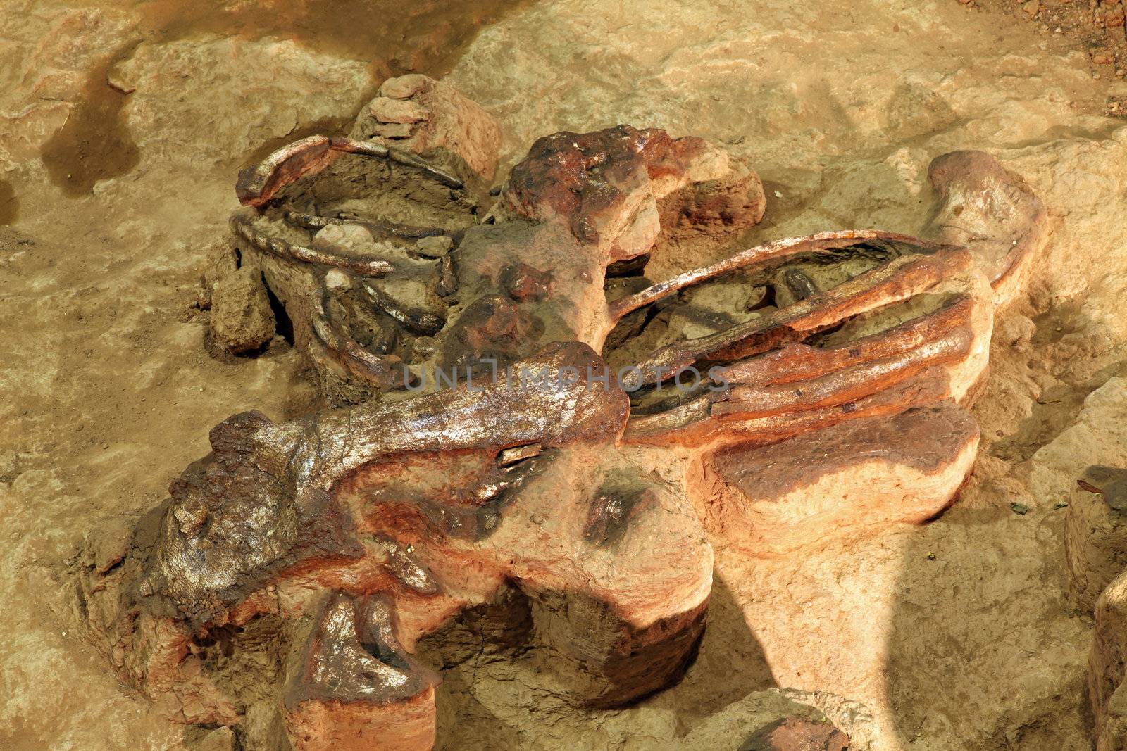 exploration of dinosaur skeleton in Thailand