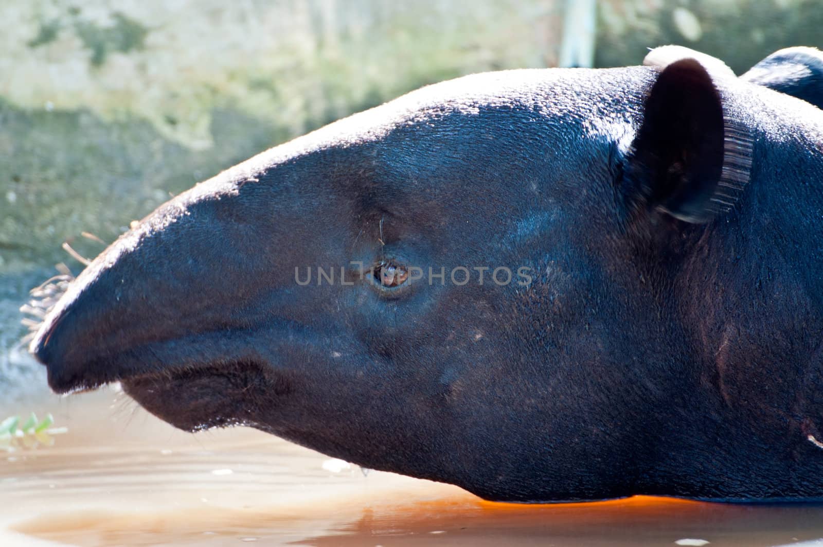 malayan tapir (tapirus indicus) by Yuri2012