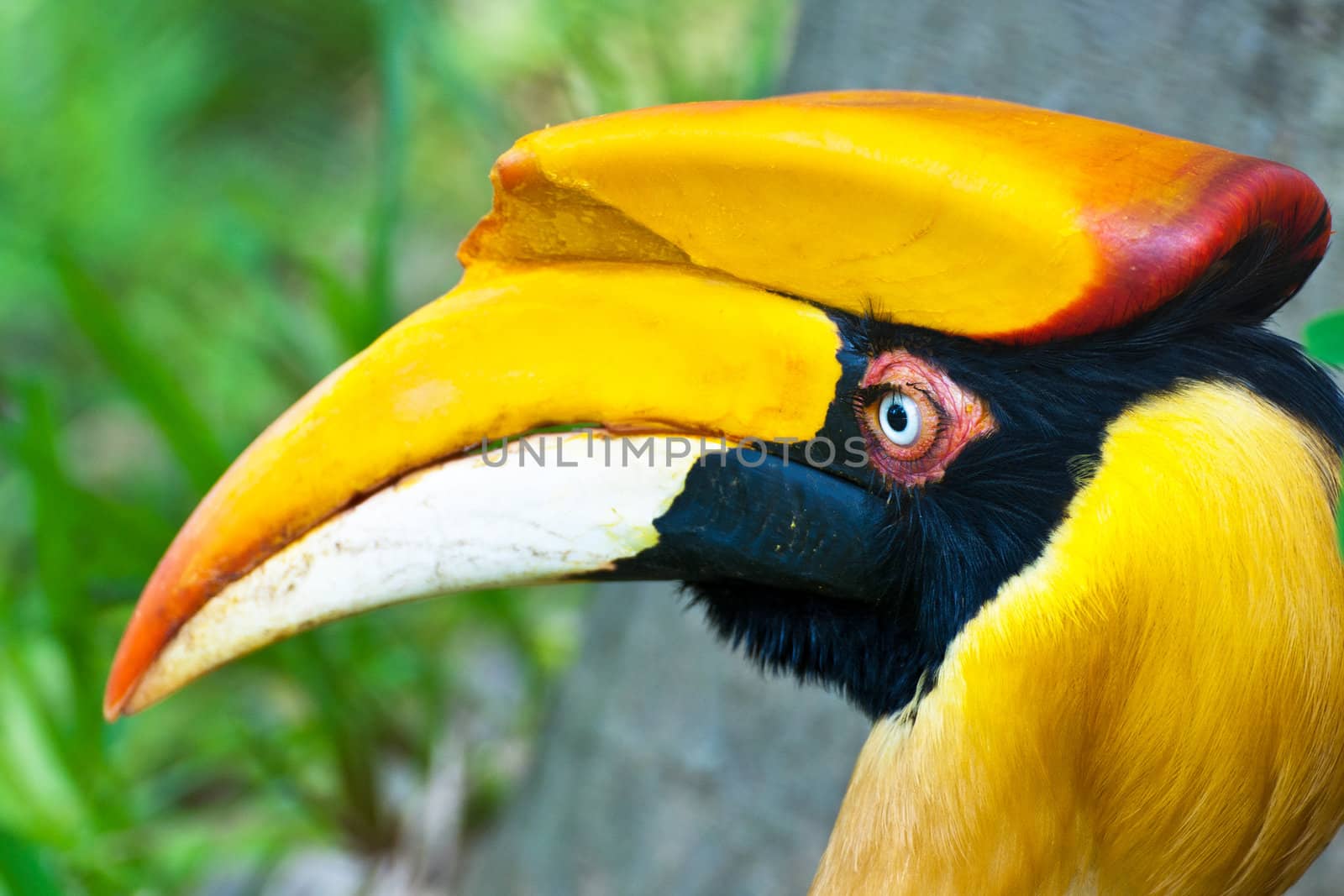 Close up head of hornbill