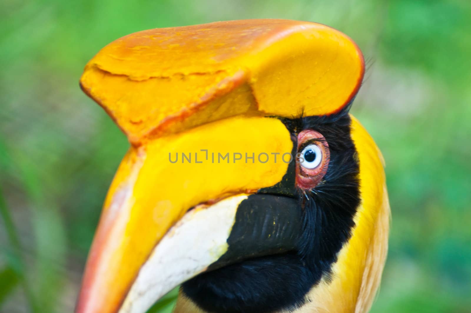 Close up head of hornbill