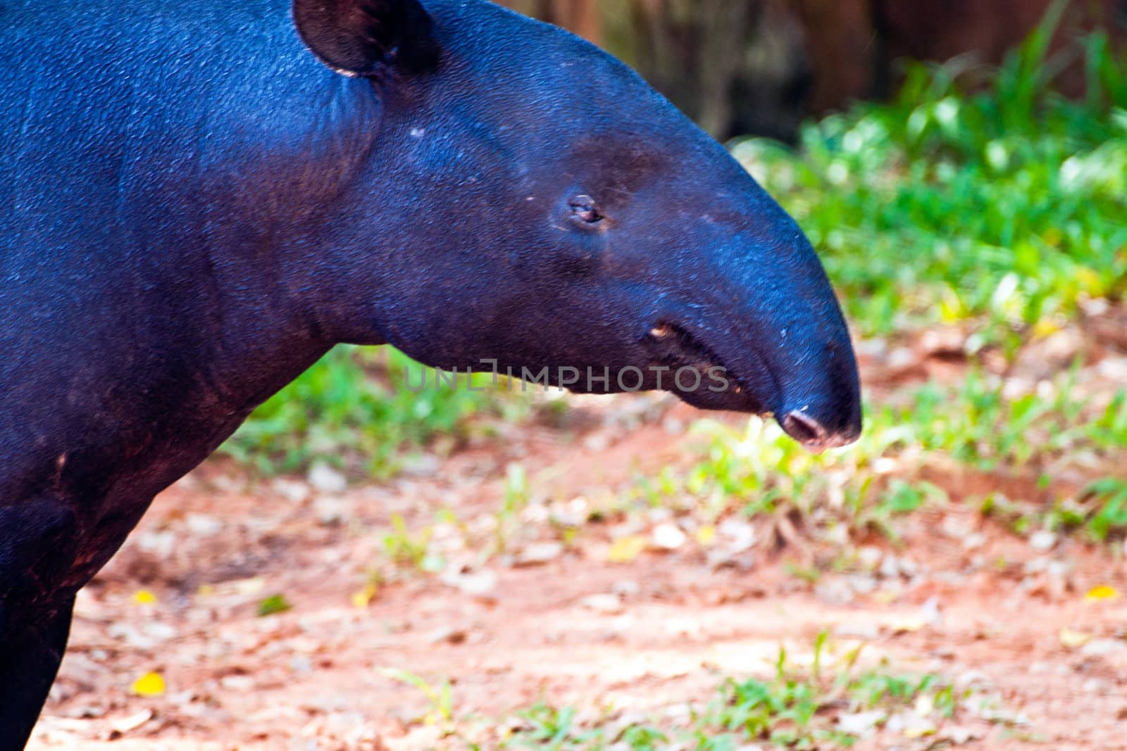 Malayan Tapir, also called Asian Tapir (Tapirus indicus)