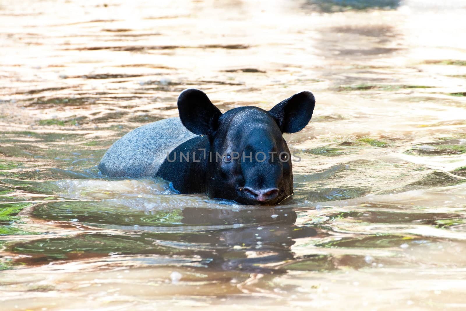 Malayan Tapir, also called Asian Tapir (Tapirus indicus)