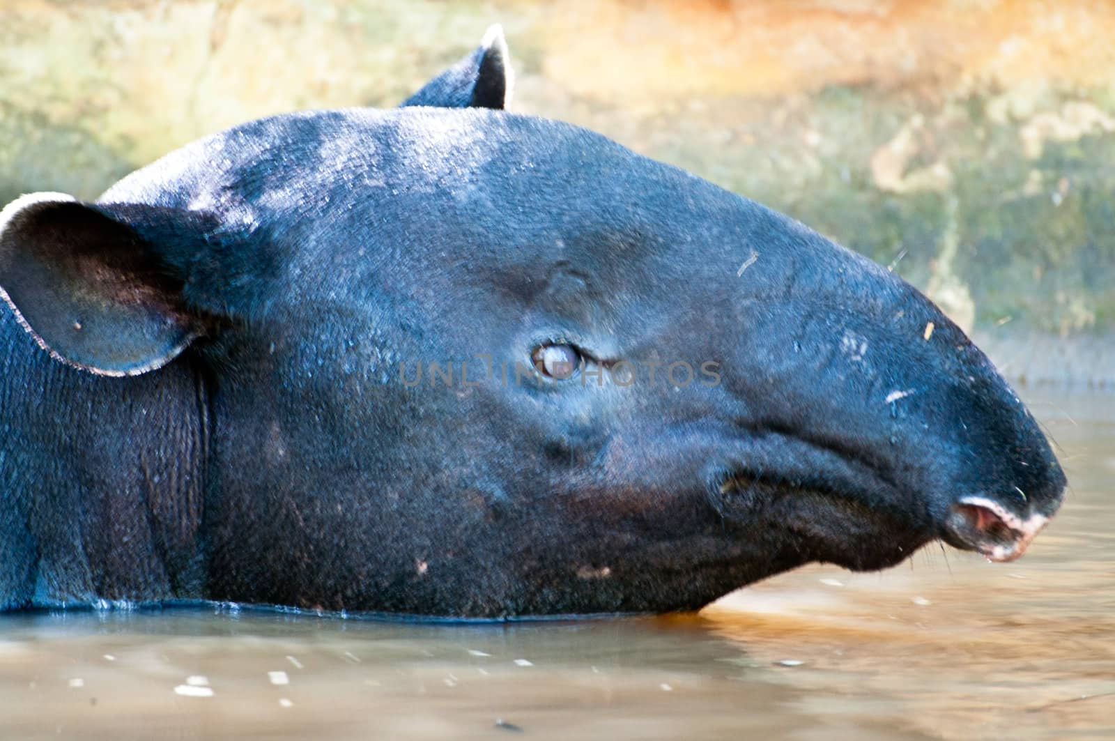 Malayan Tapir, also called Asian Tapir (Tapirus indicus)