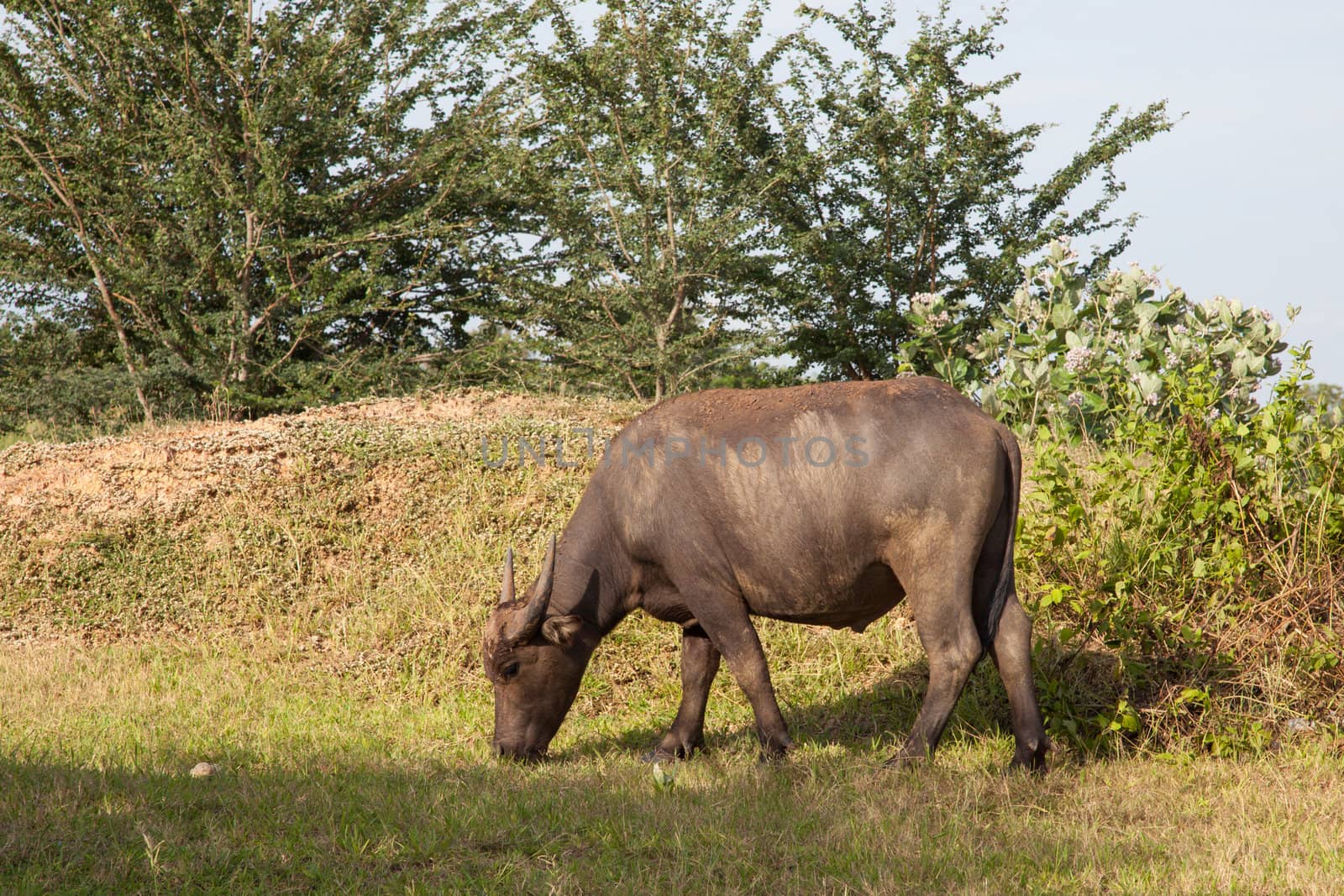 buffalo in a rice field