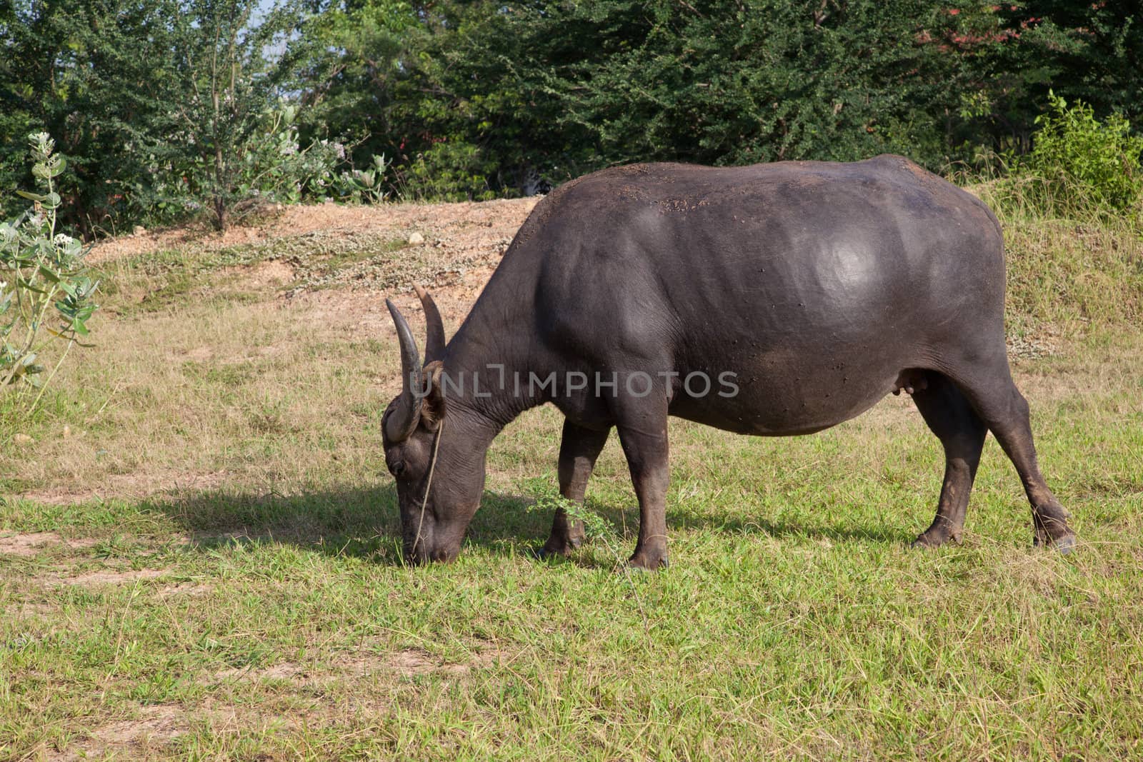 buffalo in a rice field