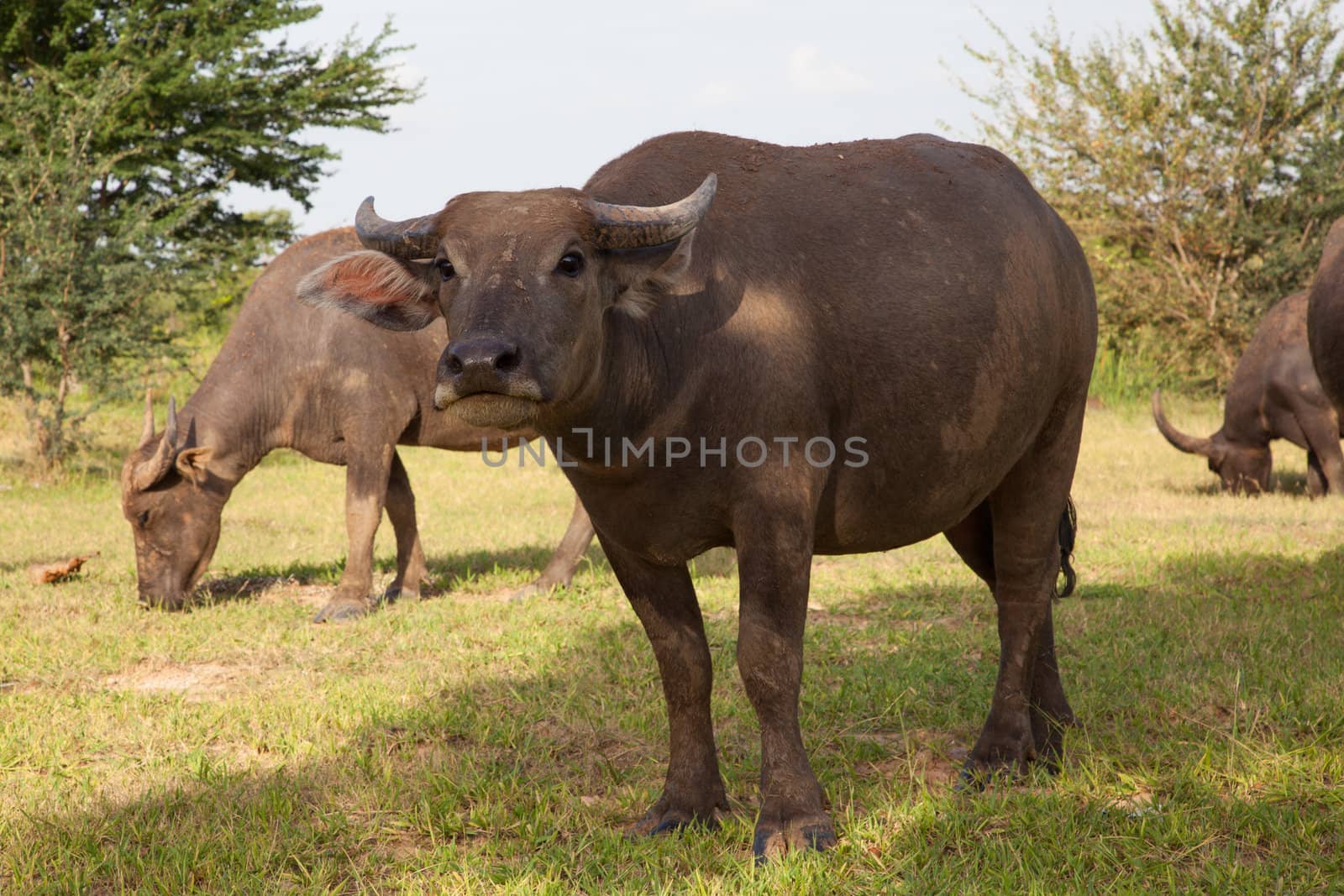 buffalo in a rice field