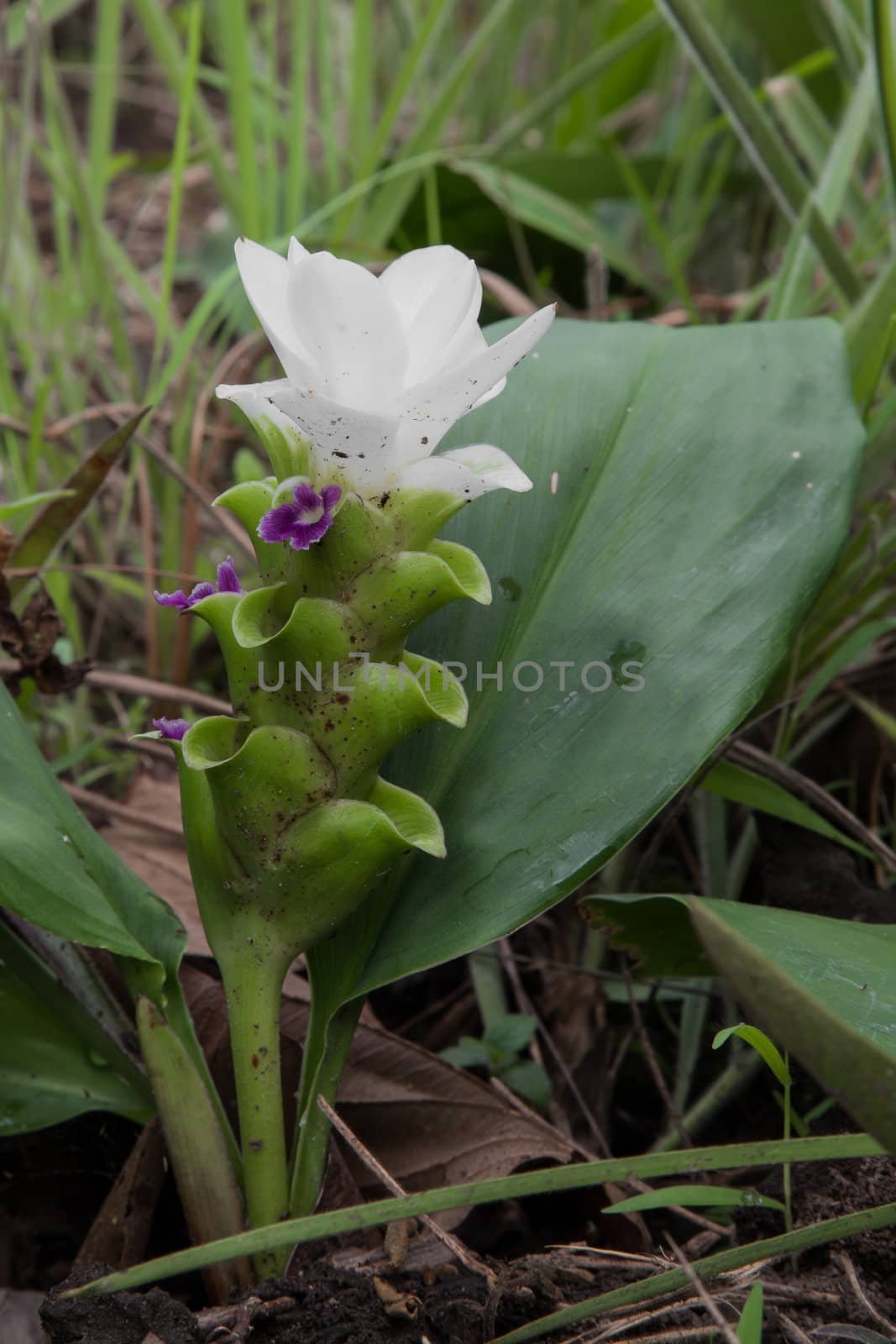 Siam Tulip or Krajeaw flower