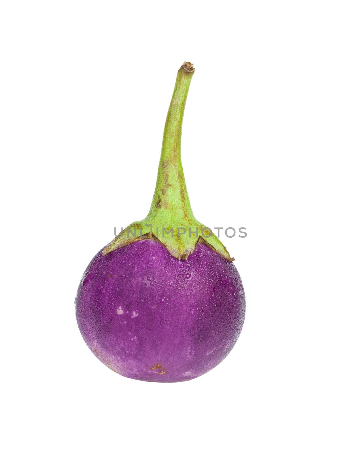 purple eggplant by FrameAngel