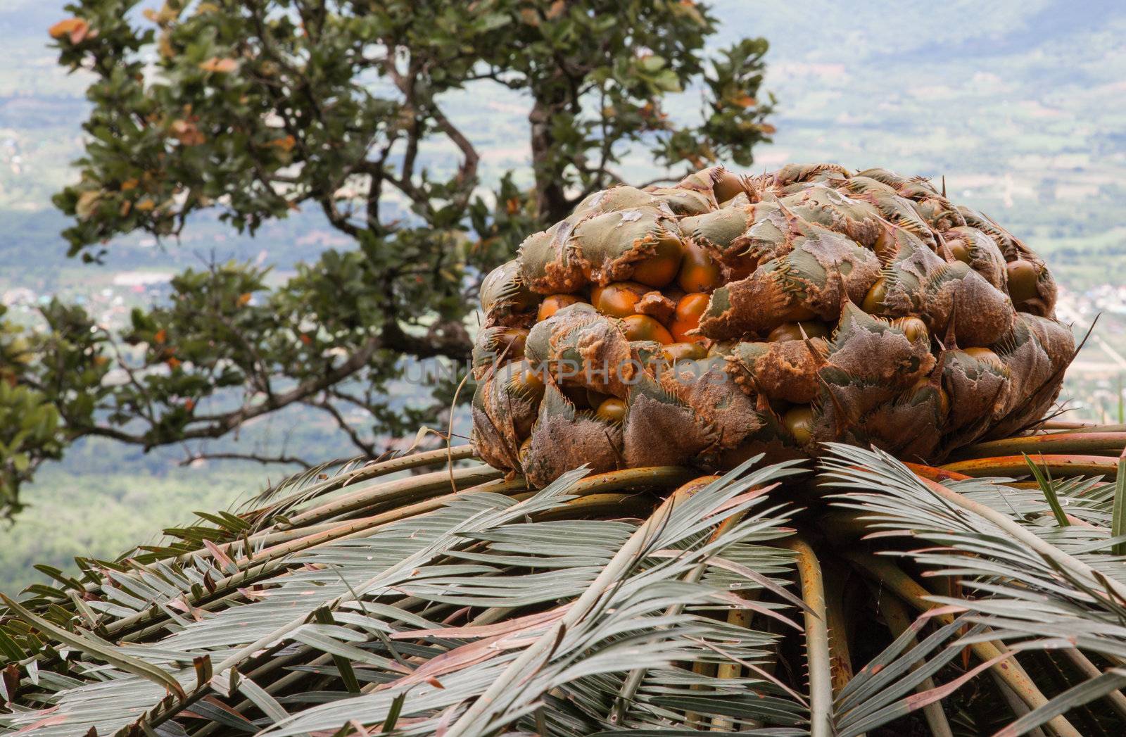 Cycad scientific names Cycas Pectinata Griff, Families Cycadaceae