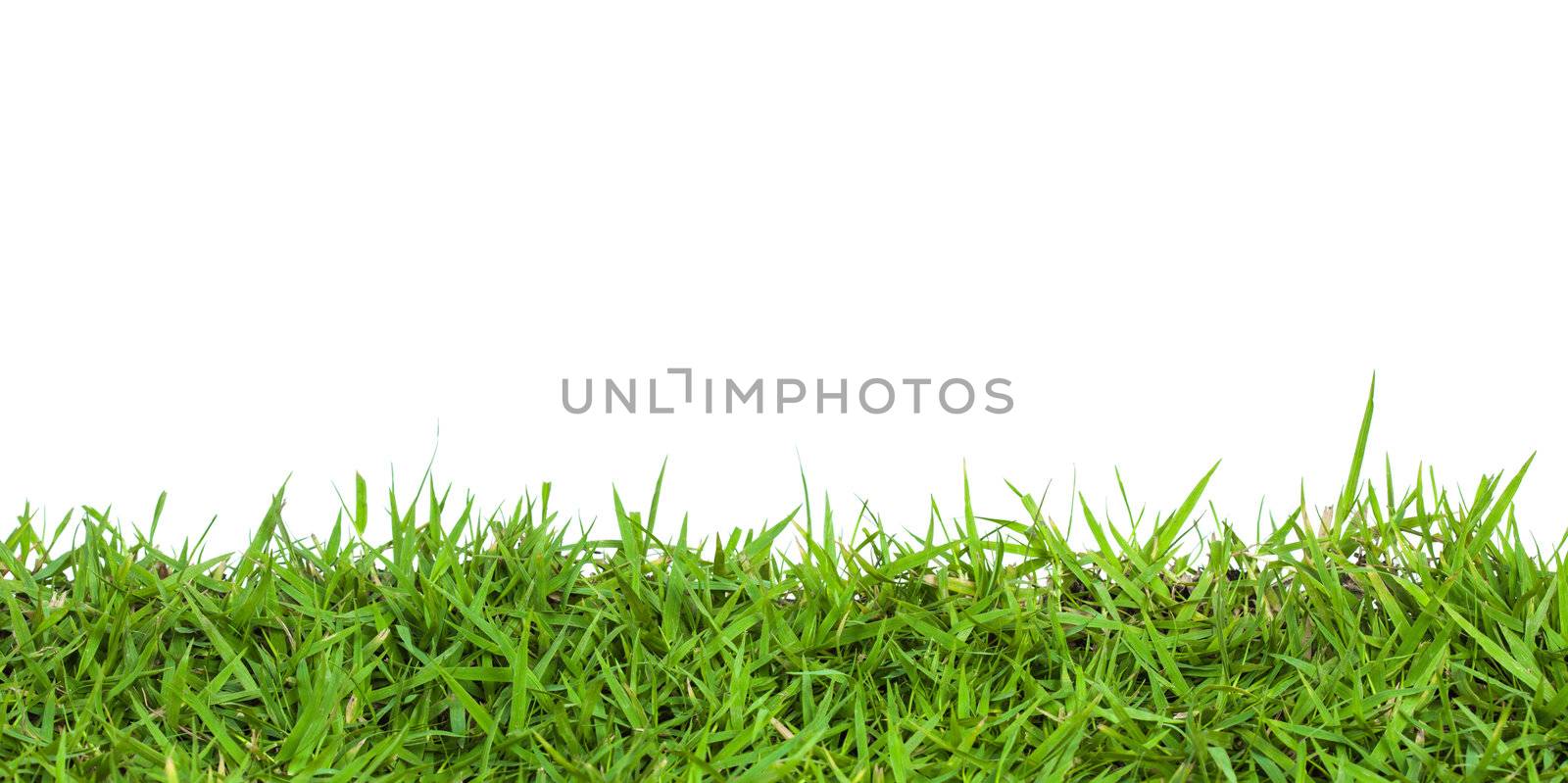 green grass  by FrameAngel