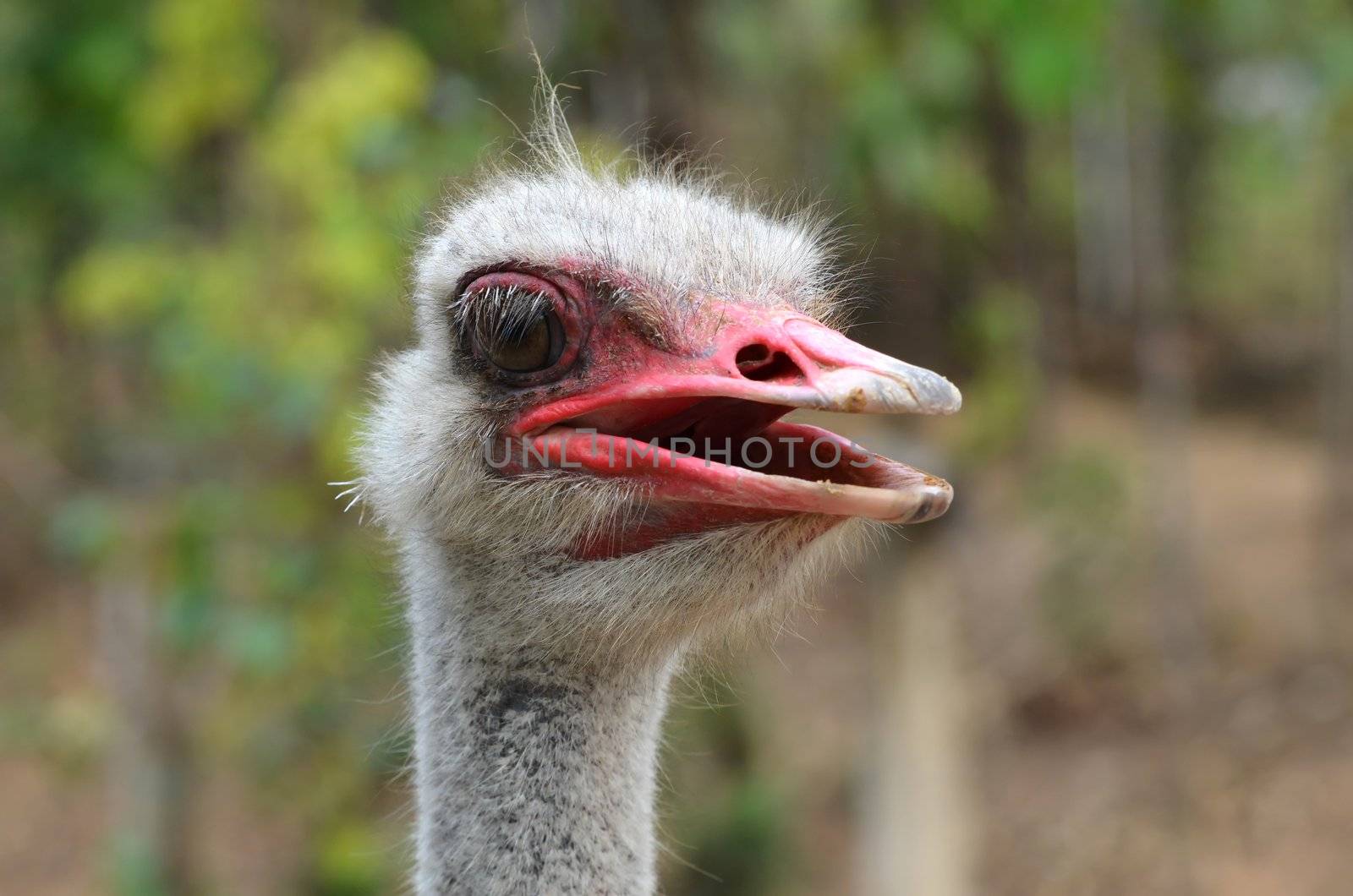 The head of an ostrich 