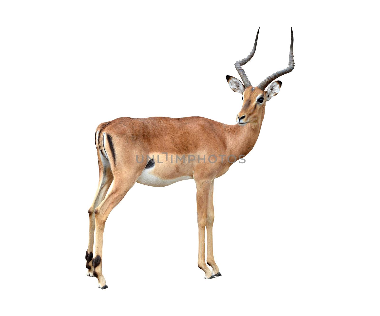 male impala isolated isolated on white background