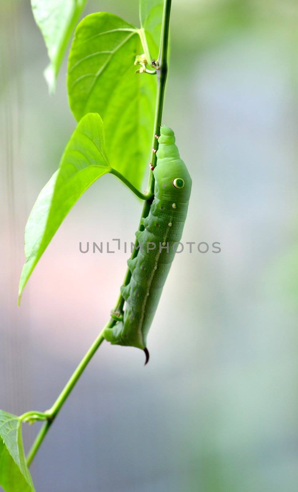 a cute caterpillar on leaf 
