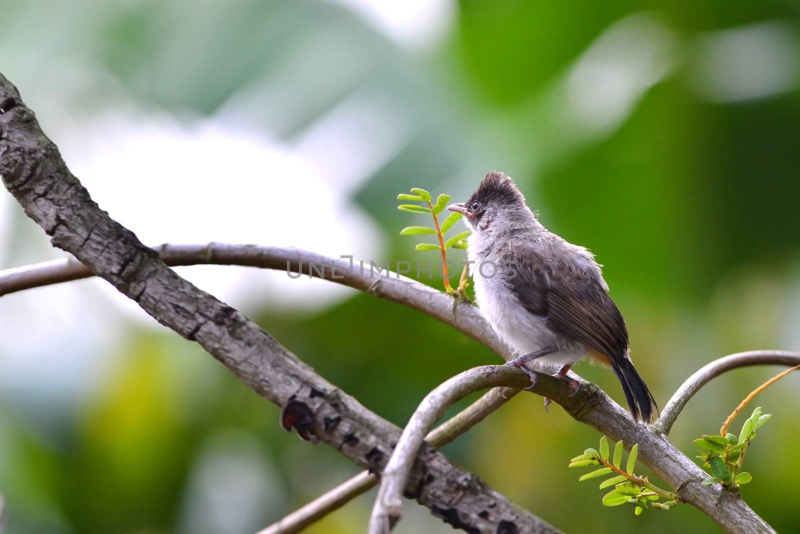 Sooty headed Bulbul on branch