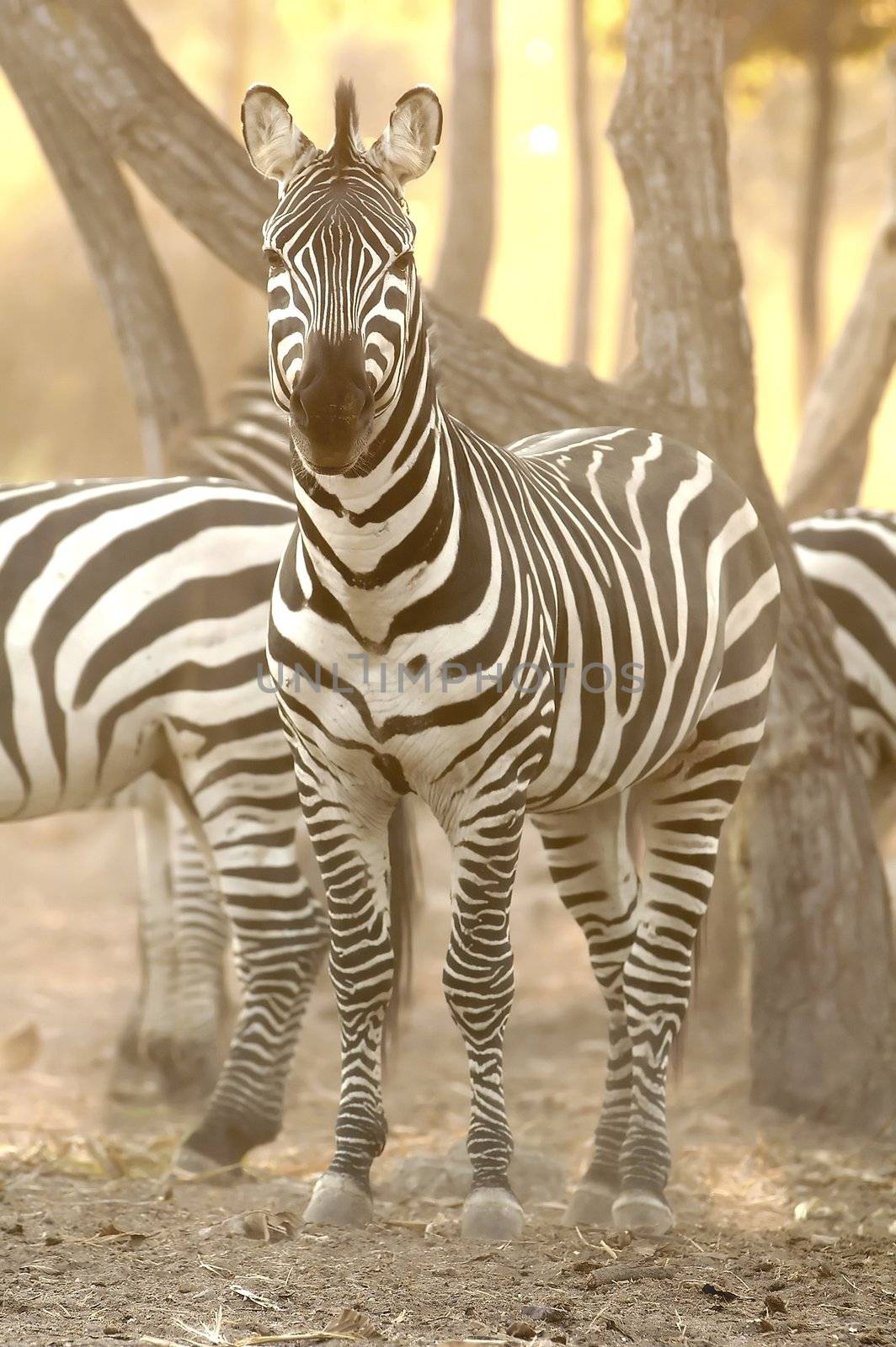 group of Zebra  in sunset light