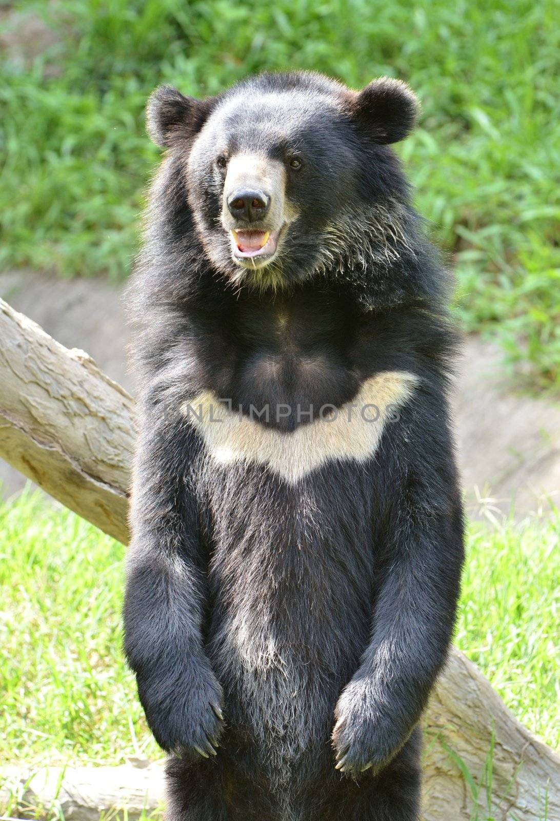 asiatic black bear in chiang mai night safari