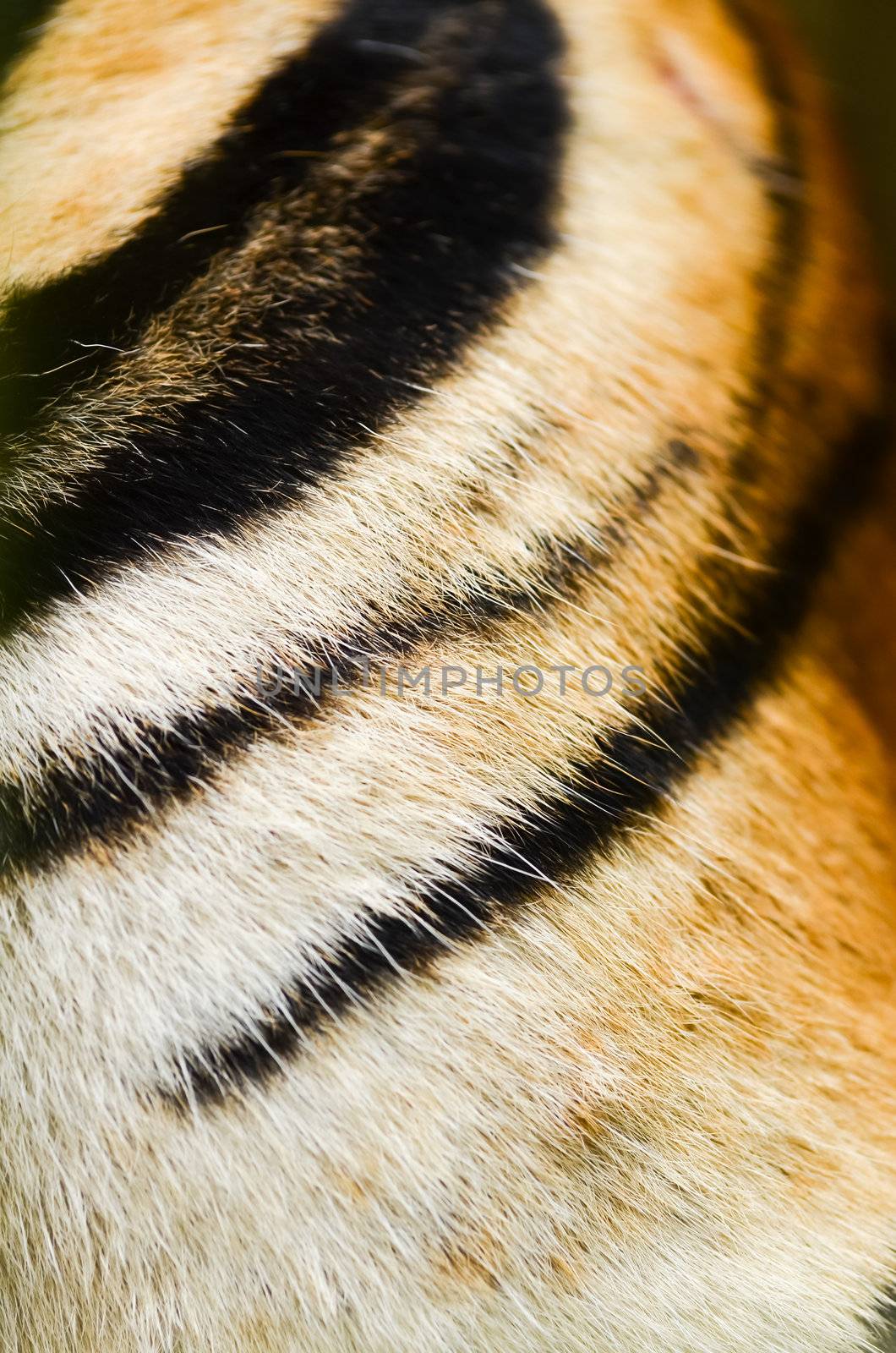 texture of real tiger skin ( fur )