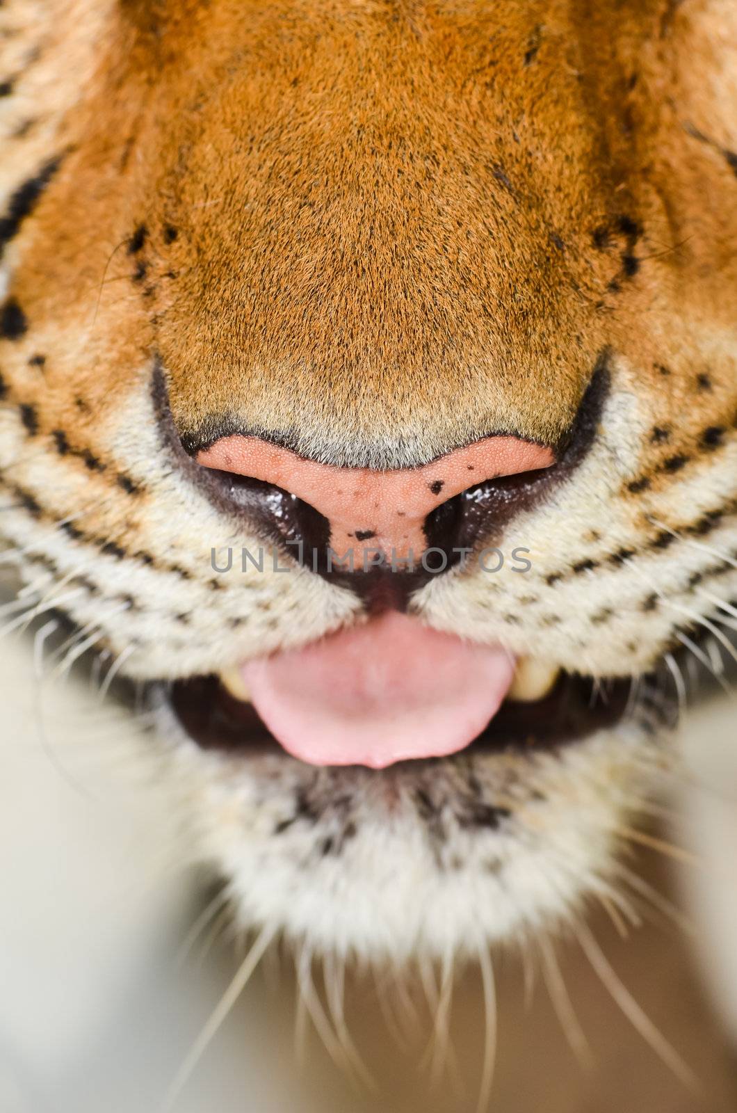 close up of tiger face