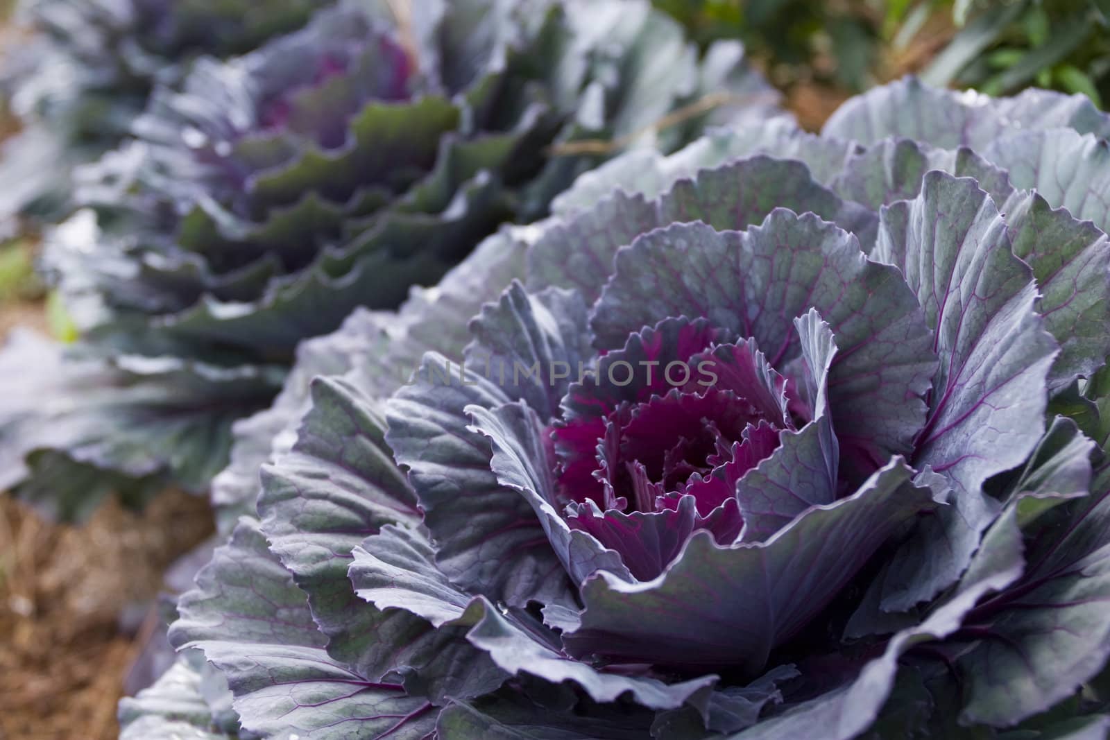 Red Cabbage