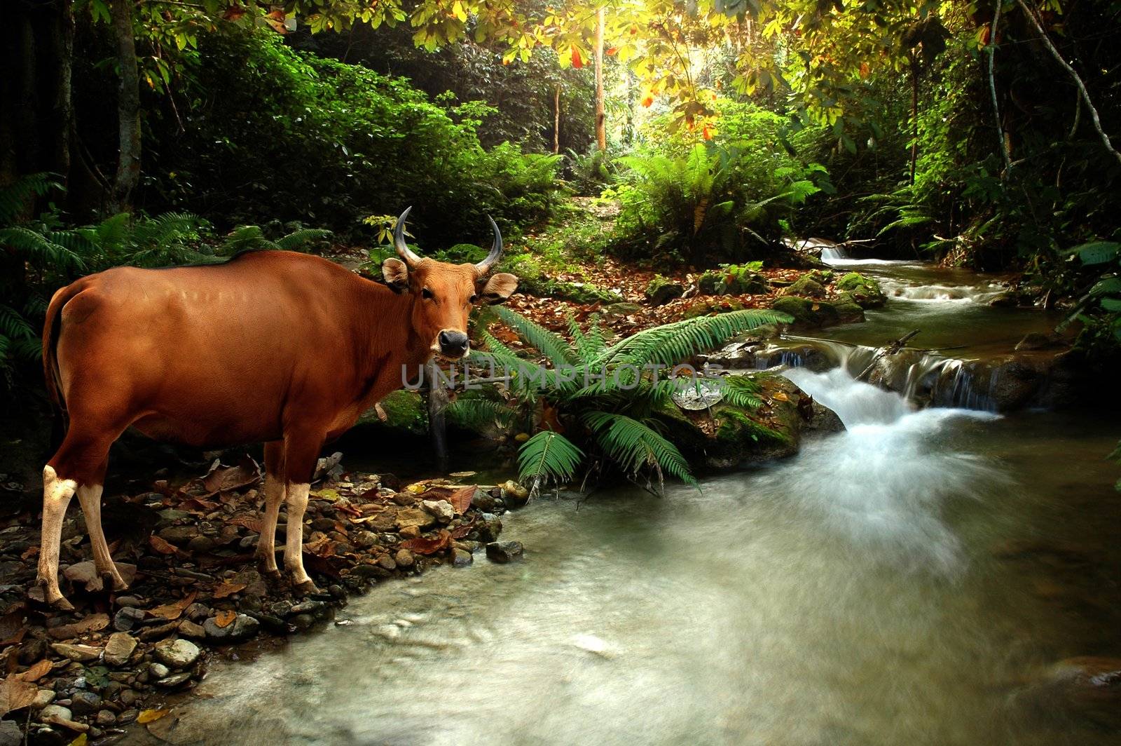 female banteng and tropical stream