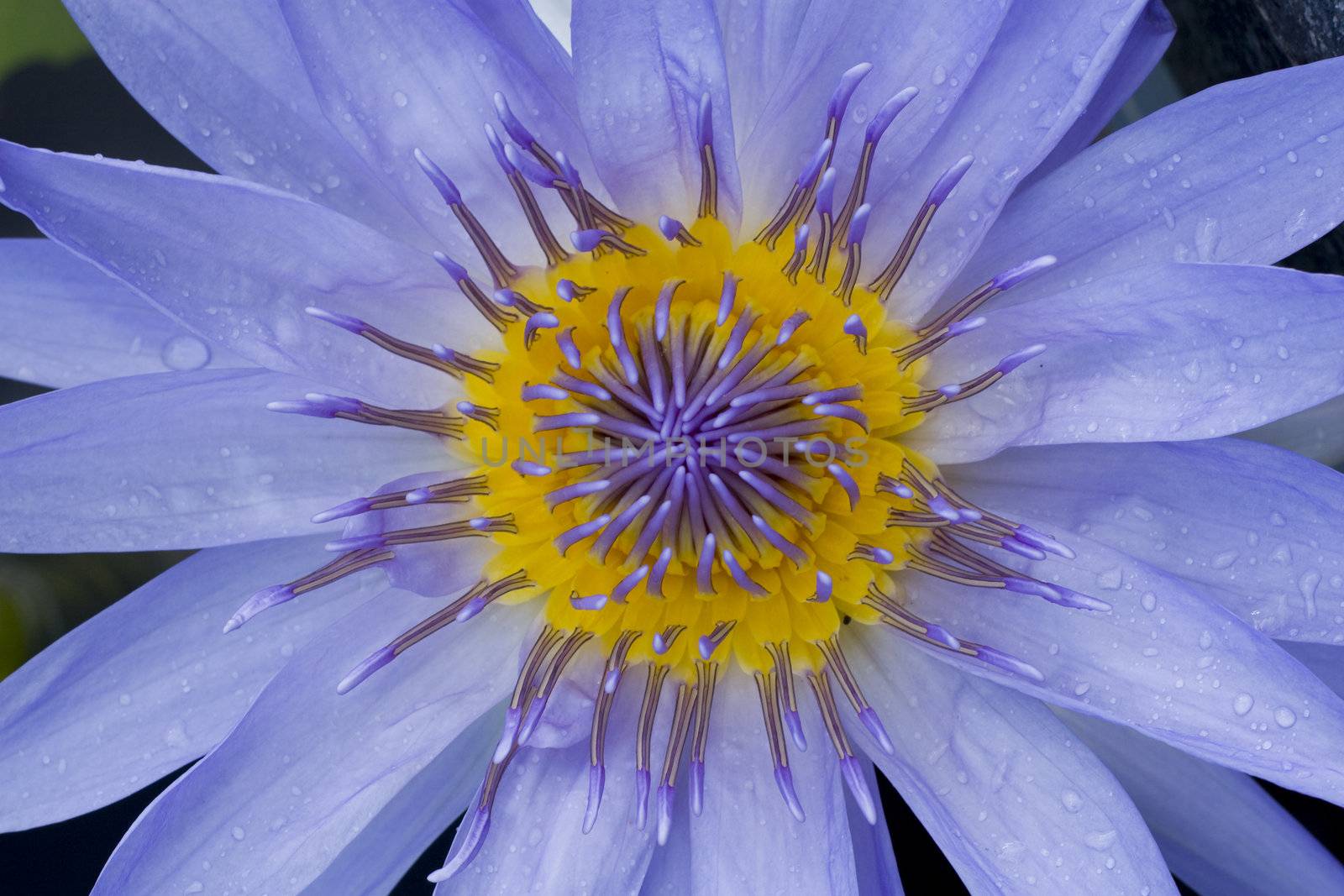 Purple Water Lily