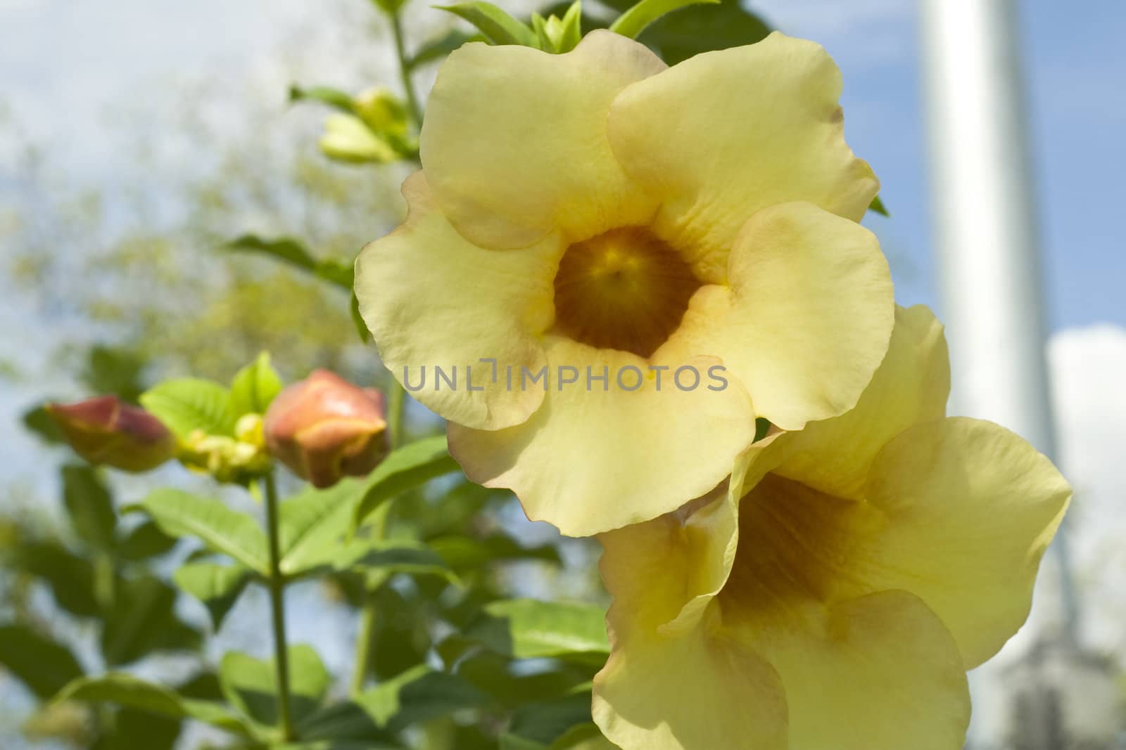 Allamanda Flowers