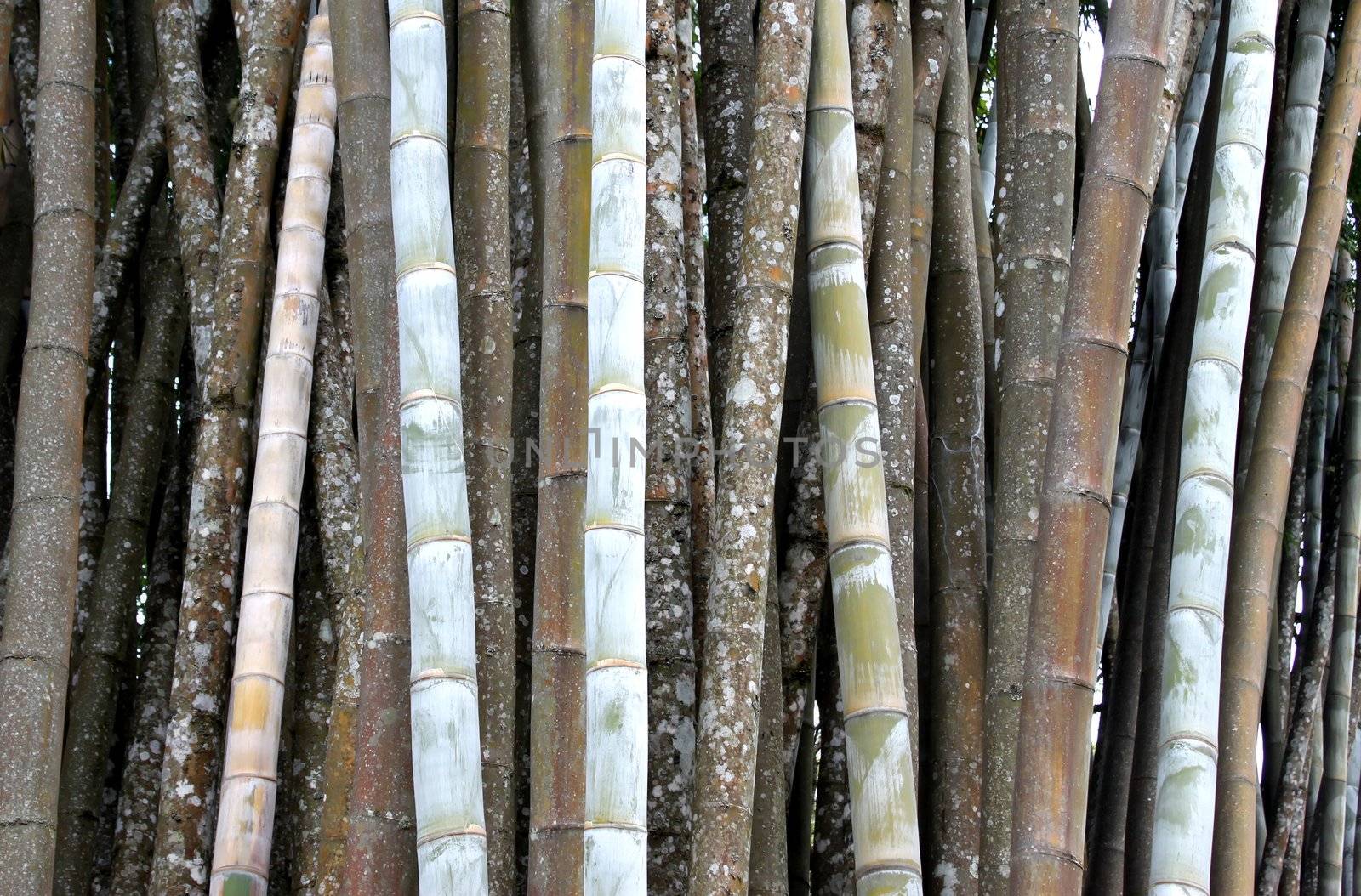 tropical green bamboo  in garden