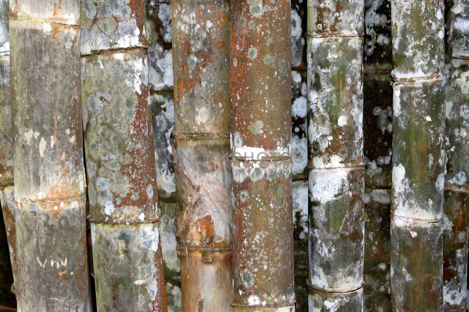 tropical green bamboo  in garden