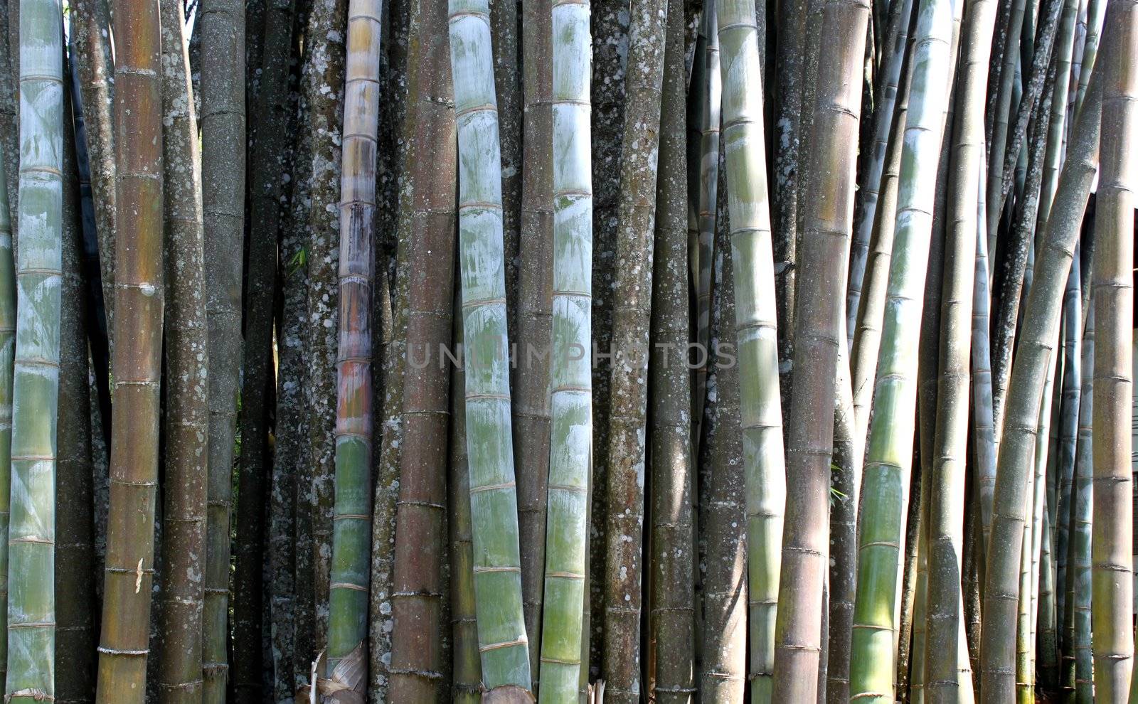 tropical green bamboo  in garden