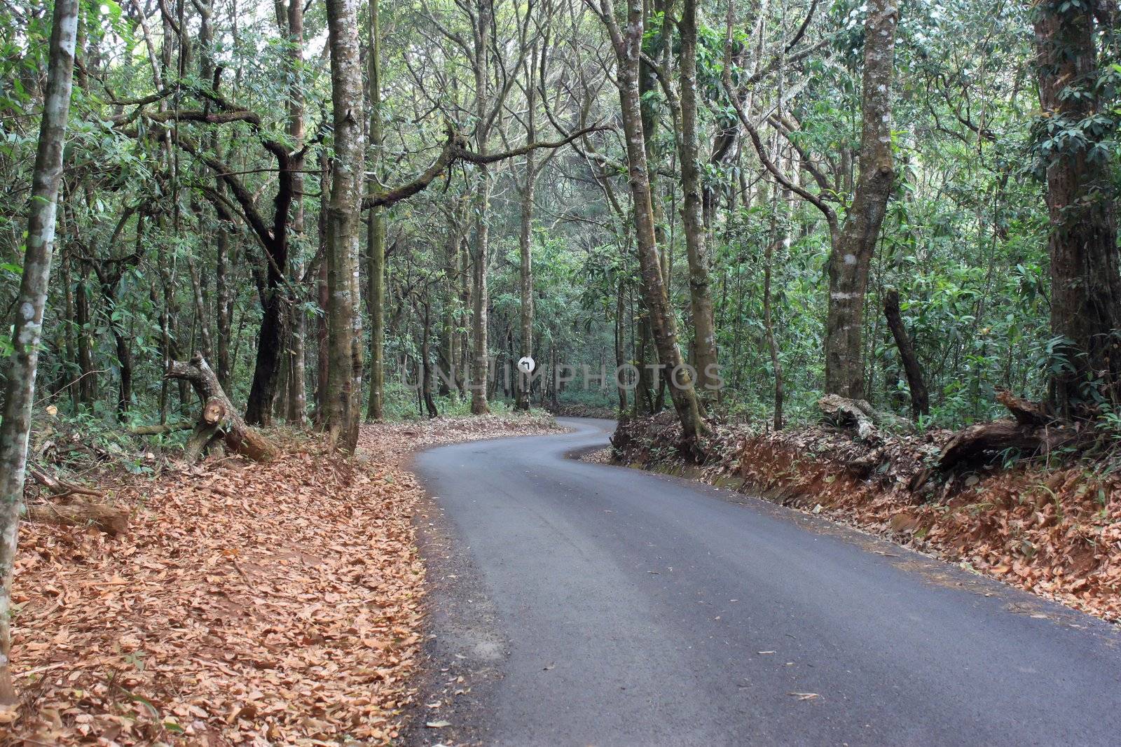 Country road among the trees