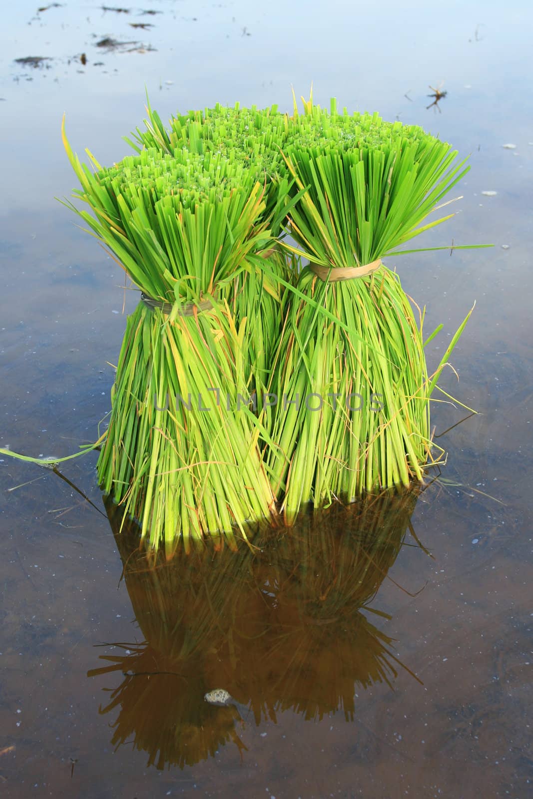 Rice Plants