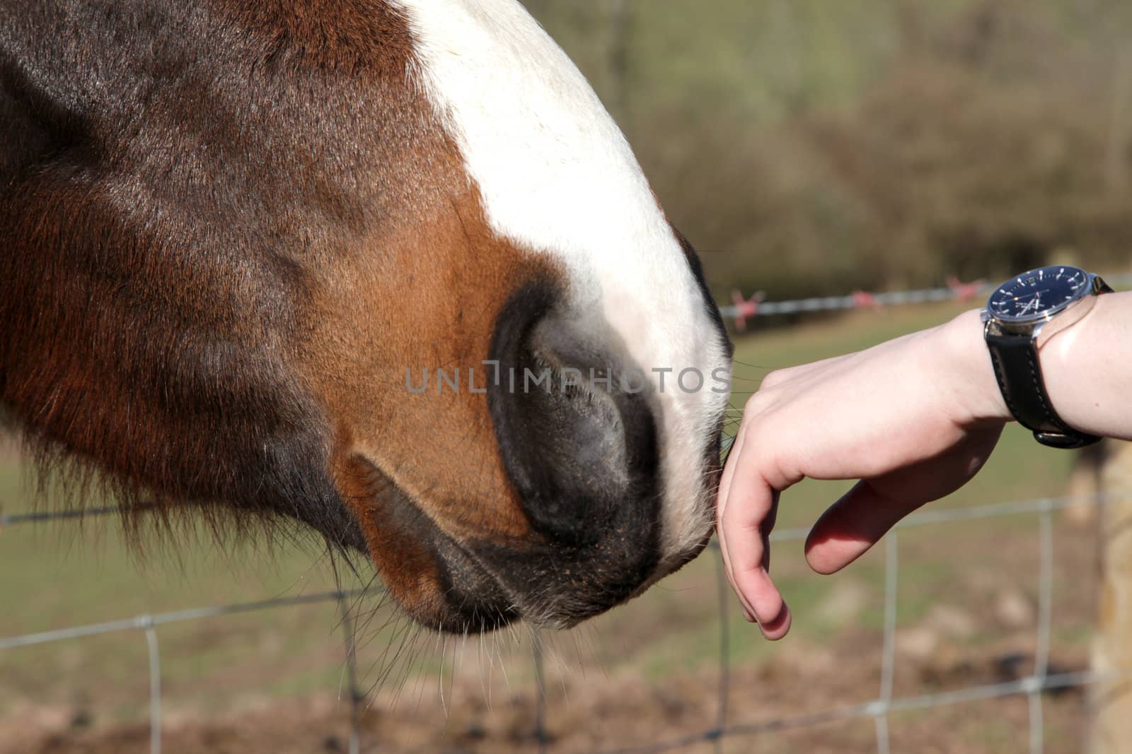 Closeup of a horse smelling hand