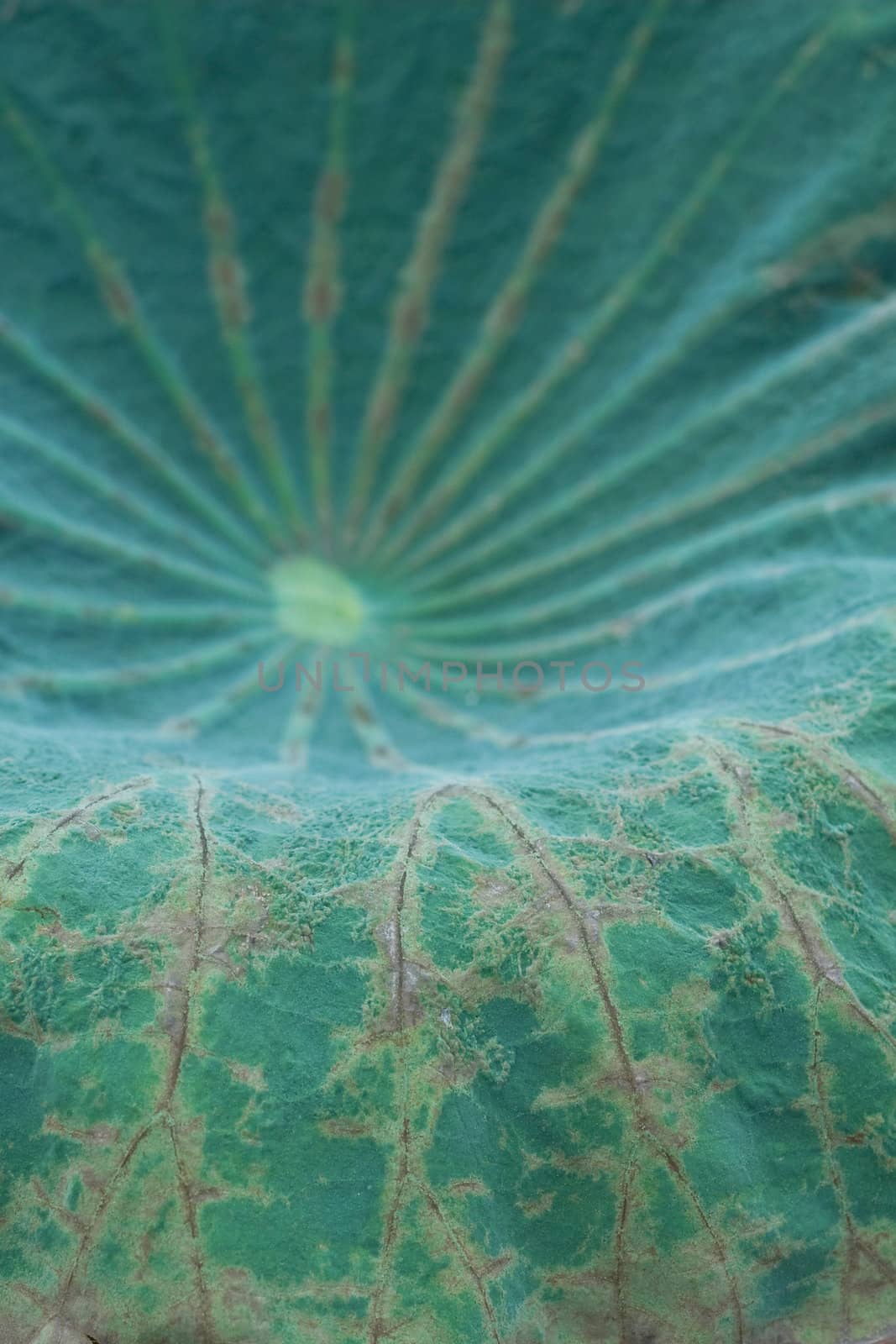 Lotus Green Leaf