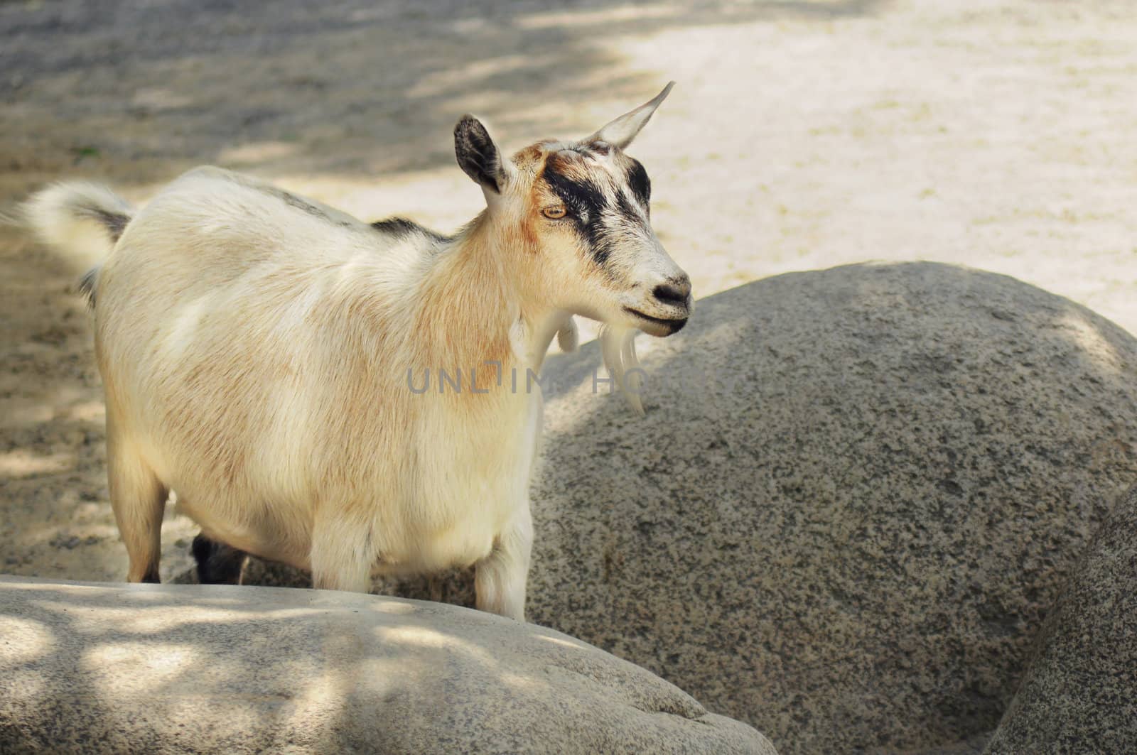 Cute creme color goat looking at camera, standing in the shade between rocks.