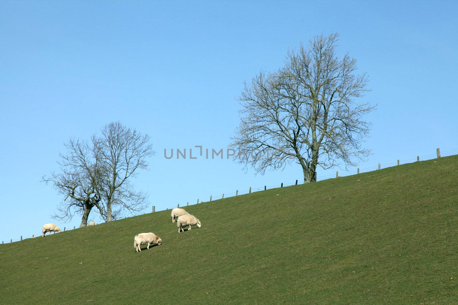 Flock of Sheep in a green meadow
