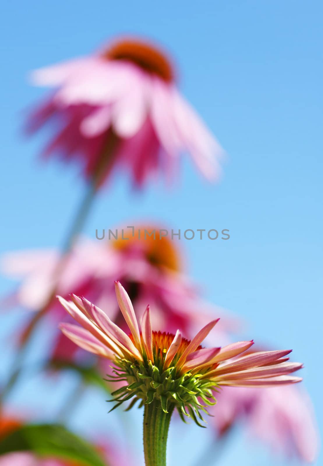 Beautiful floral background or wallpaper of bright pink coneflowers against blue sky.