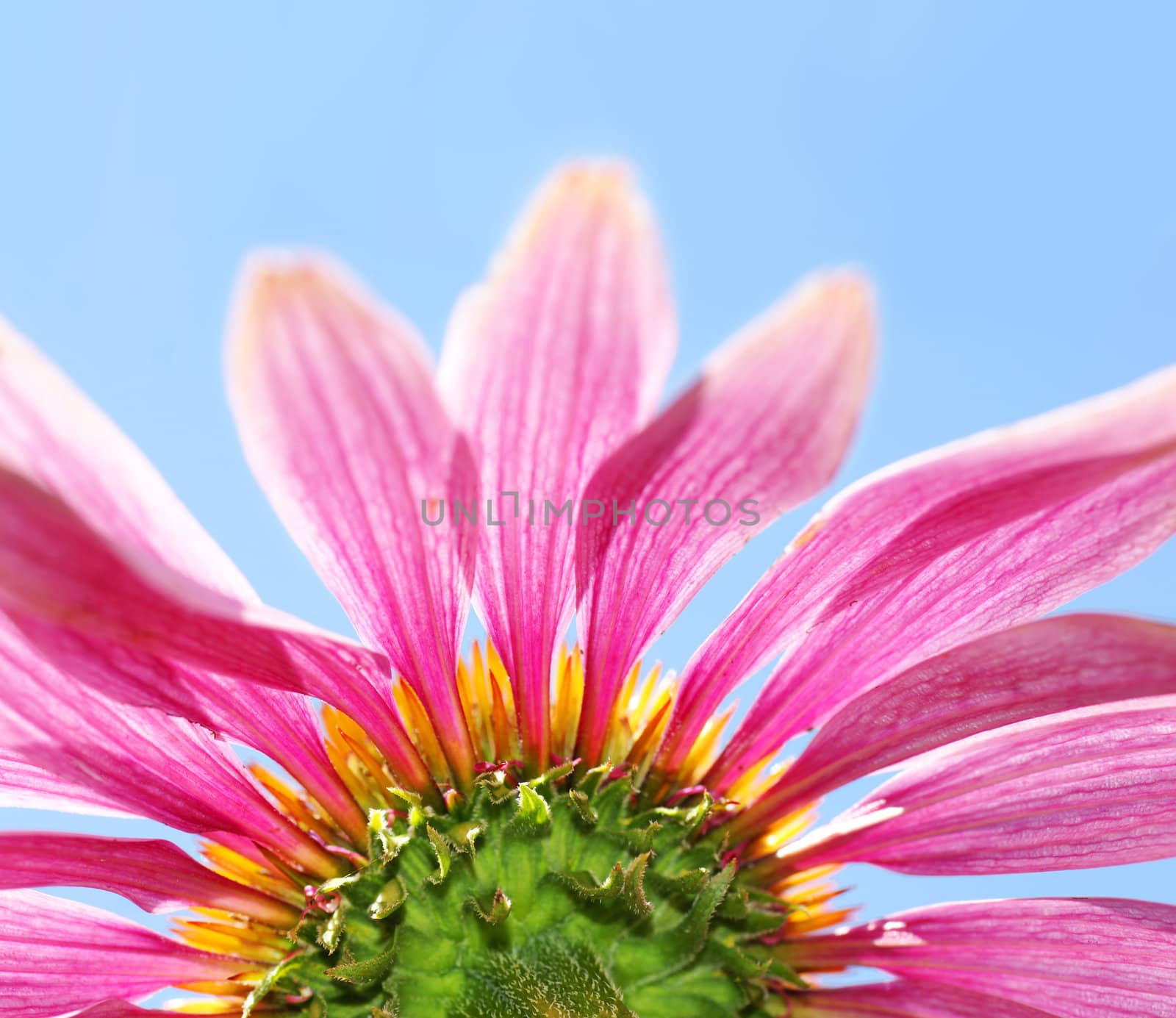 Fun artistic different point of vue of a beautiful medicinal coneflower, Echinacea purpurea, with its bright pink petals, orange core and green stem agains the blue sky.