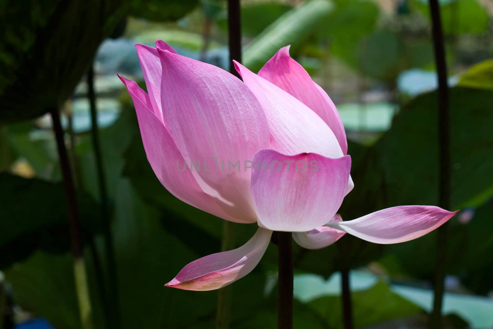 Pink Lotus