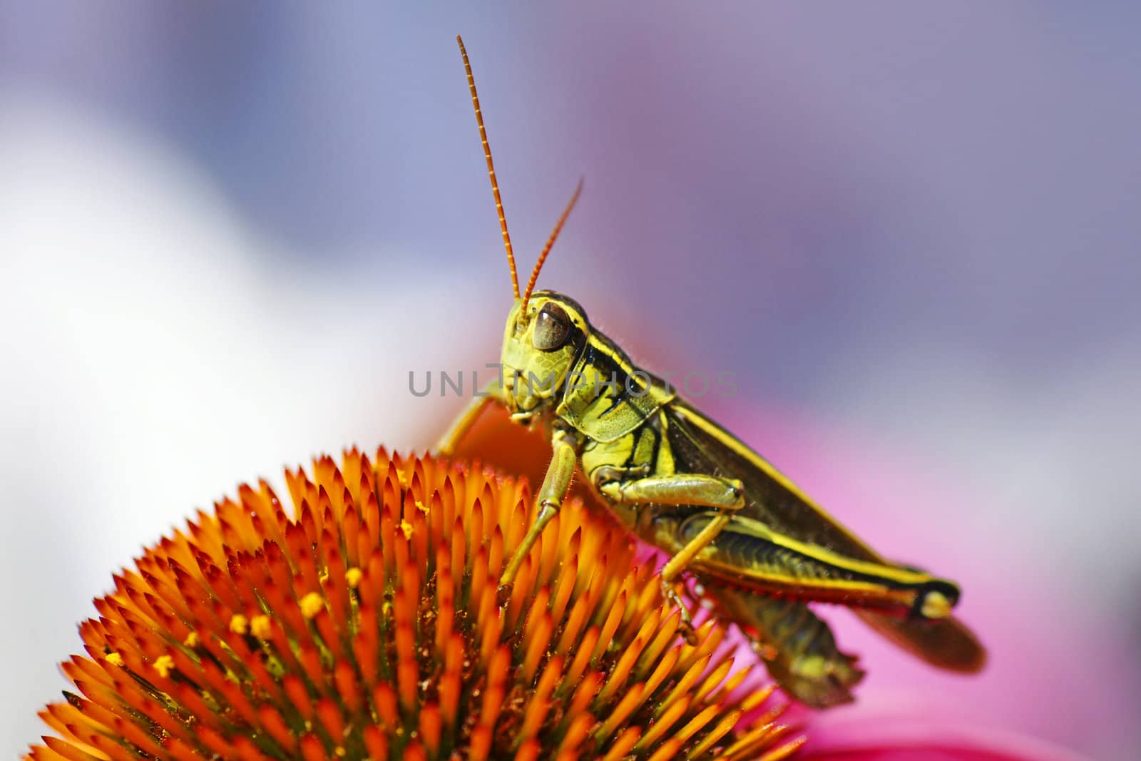 Cute red-legged grasshopper resting on top of a cone flower, beautiful shades of pink, purple, orange and green, great nature or insect wallpaper.