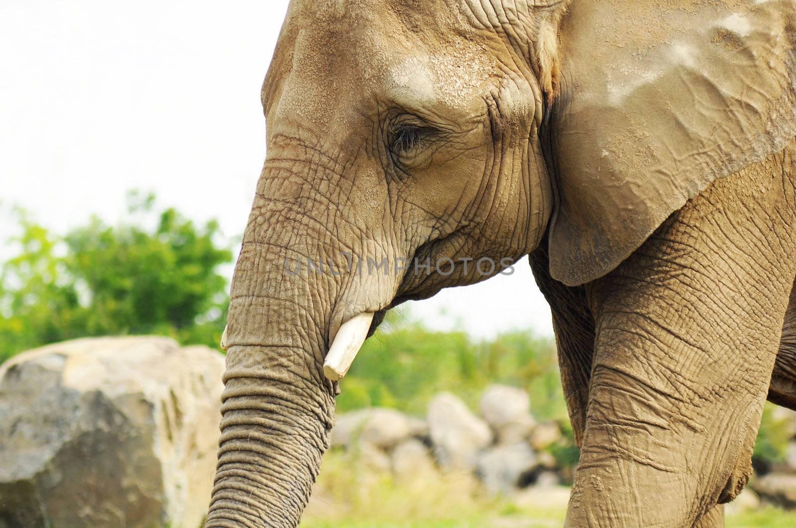 Beautiful animal portrait of a mature african elephant, great skin details.